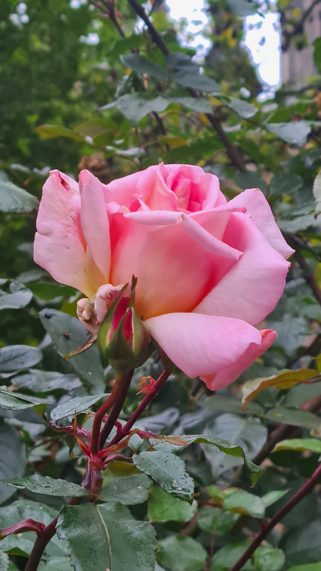 a pink rose