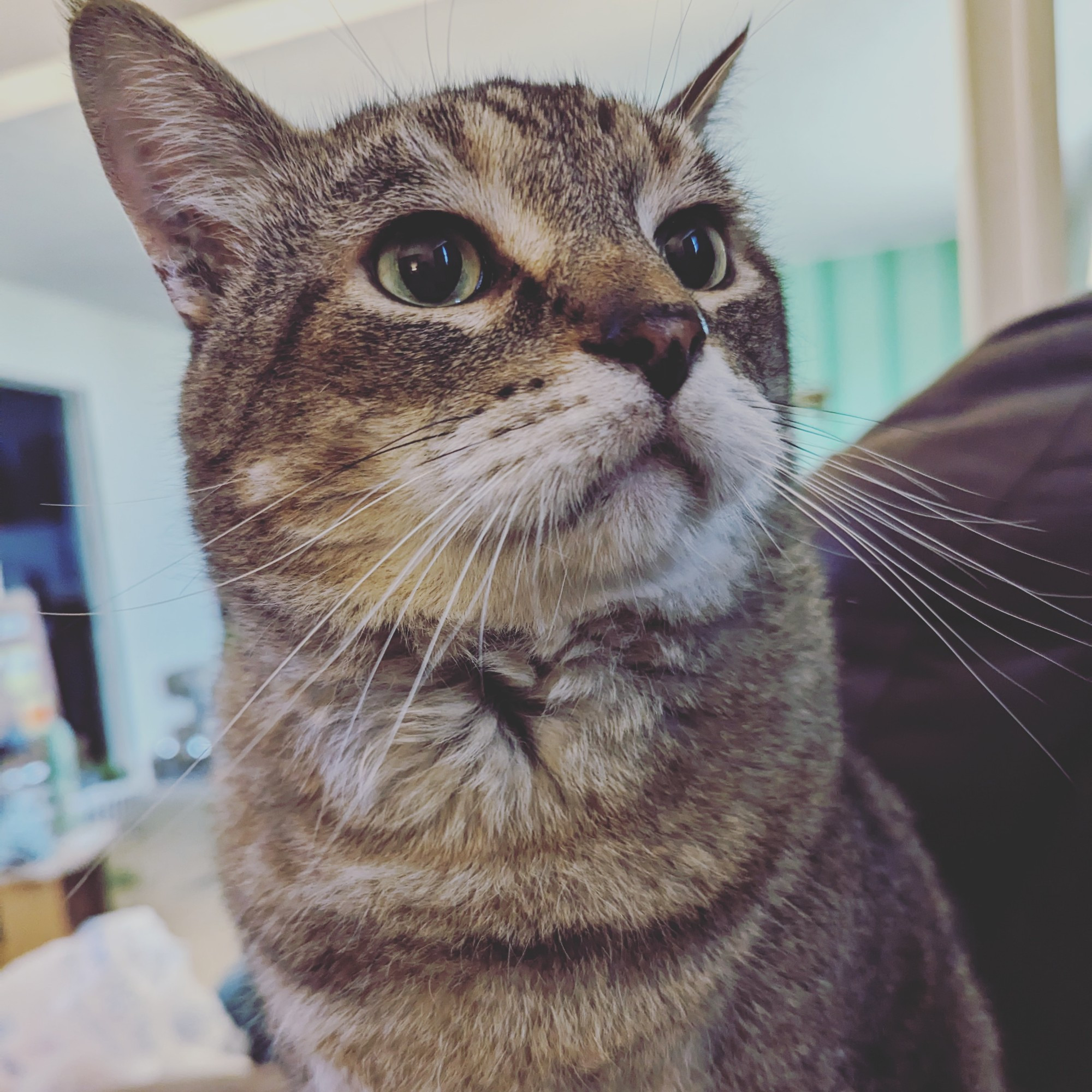 Photo of my light gray short-hair tabby cat Tigger.