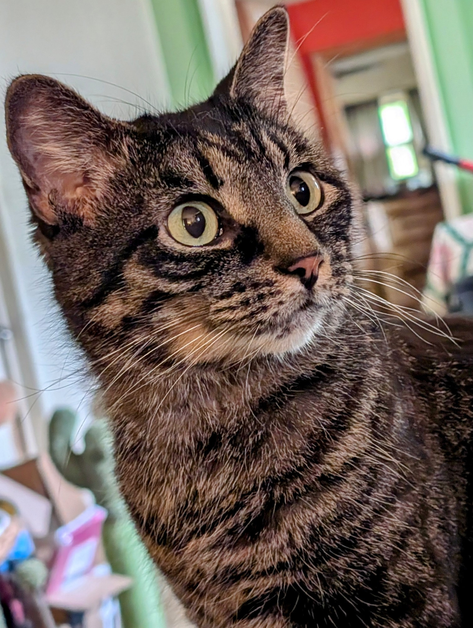 Photo of my dark gray short-hair tabby cat Rufus.