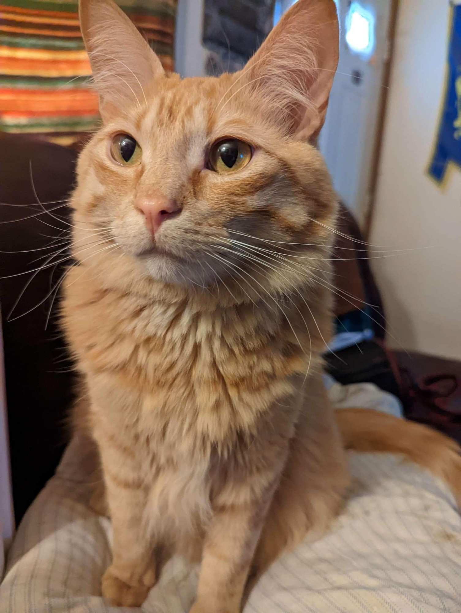 Photo of my orange long-hair tabby cat Cinnamon.