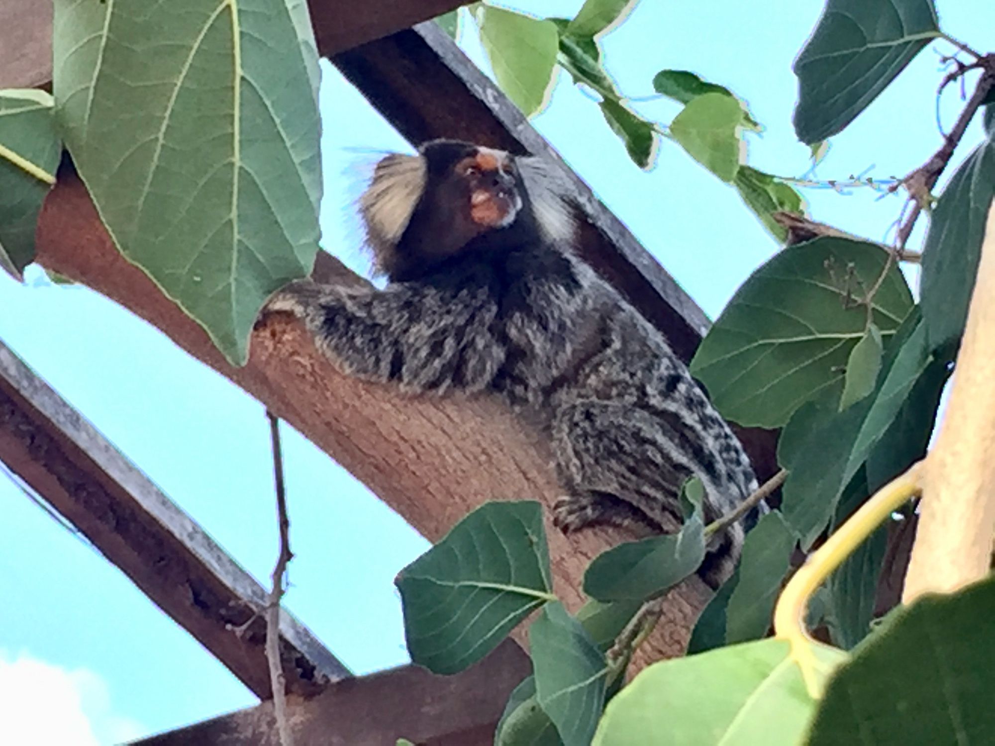 A marmoset sits on a tree branch amid large green leaves, looking over its shoulder into the distance