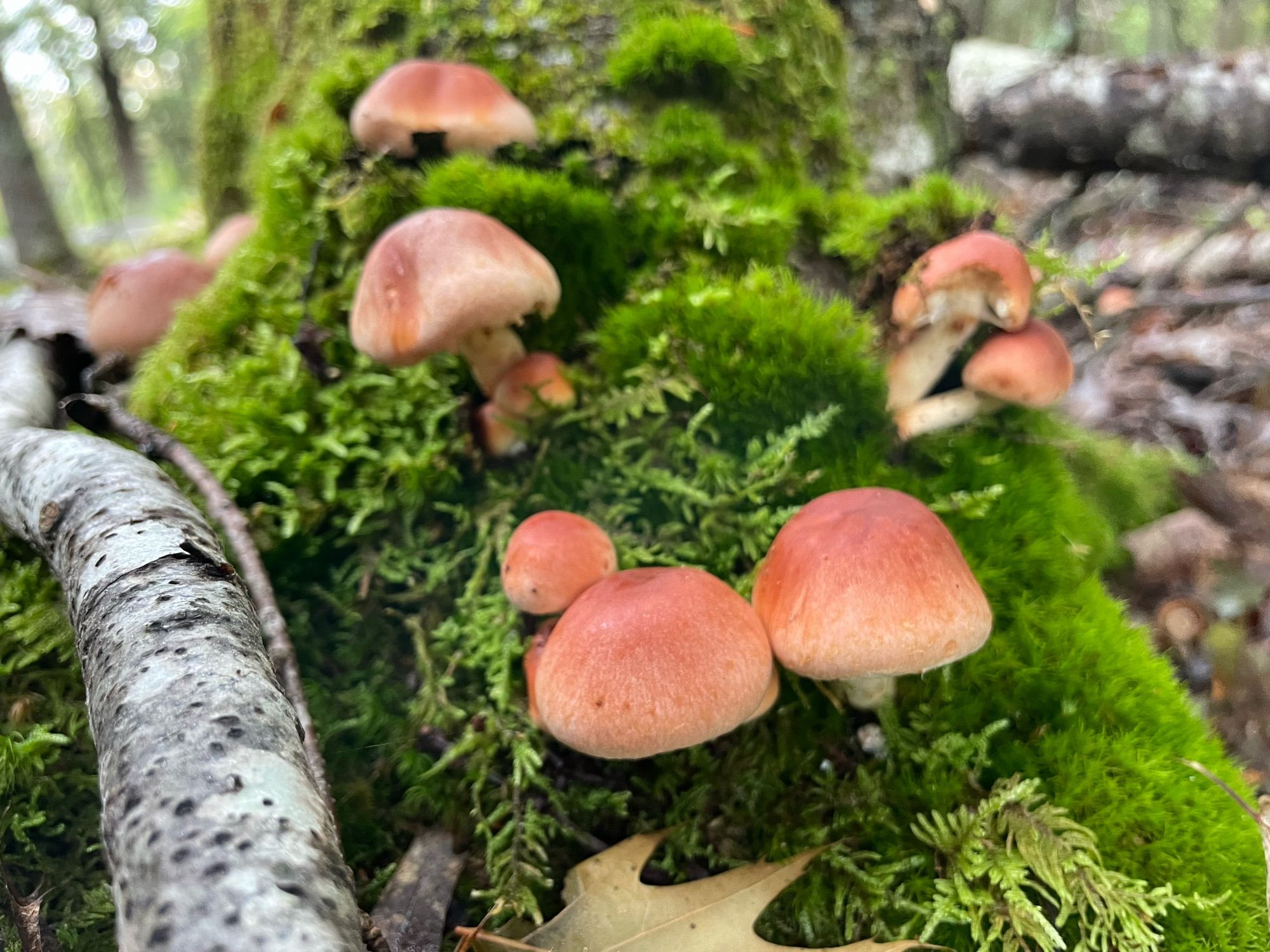 Brown mushrooms on a mossy stump