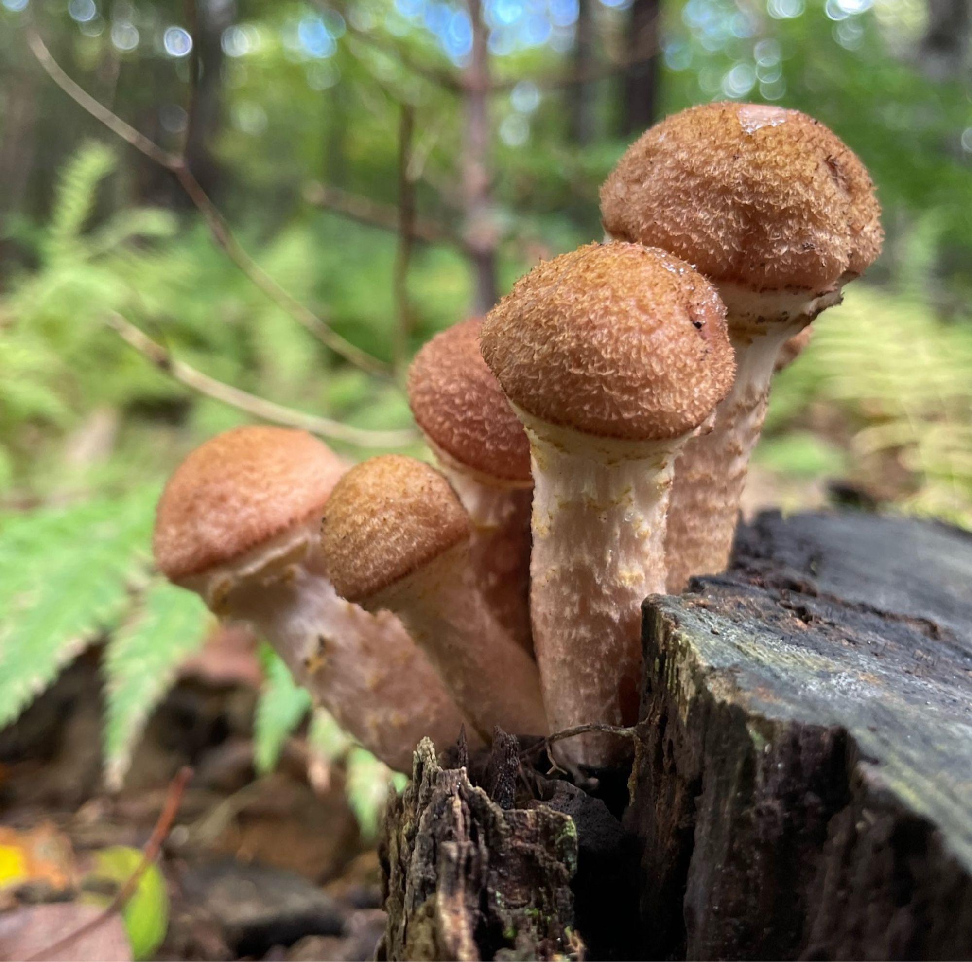 A bunch of beige young mushrooms on a black stump