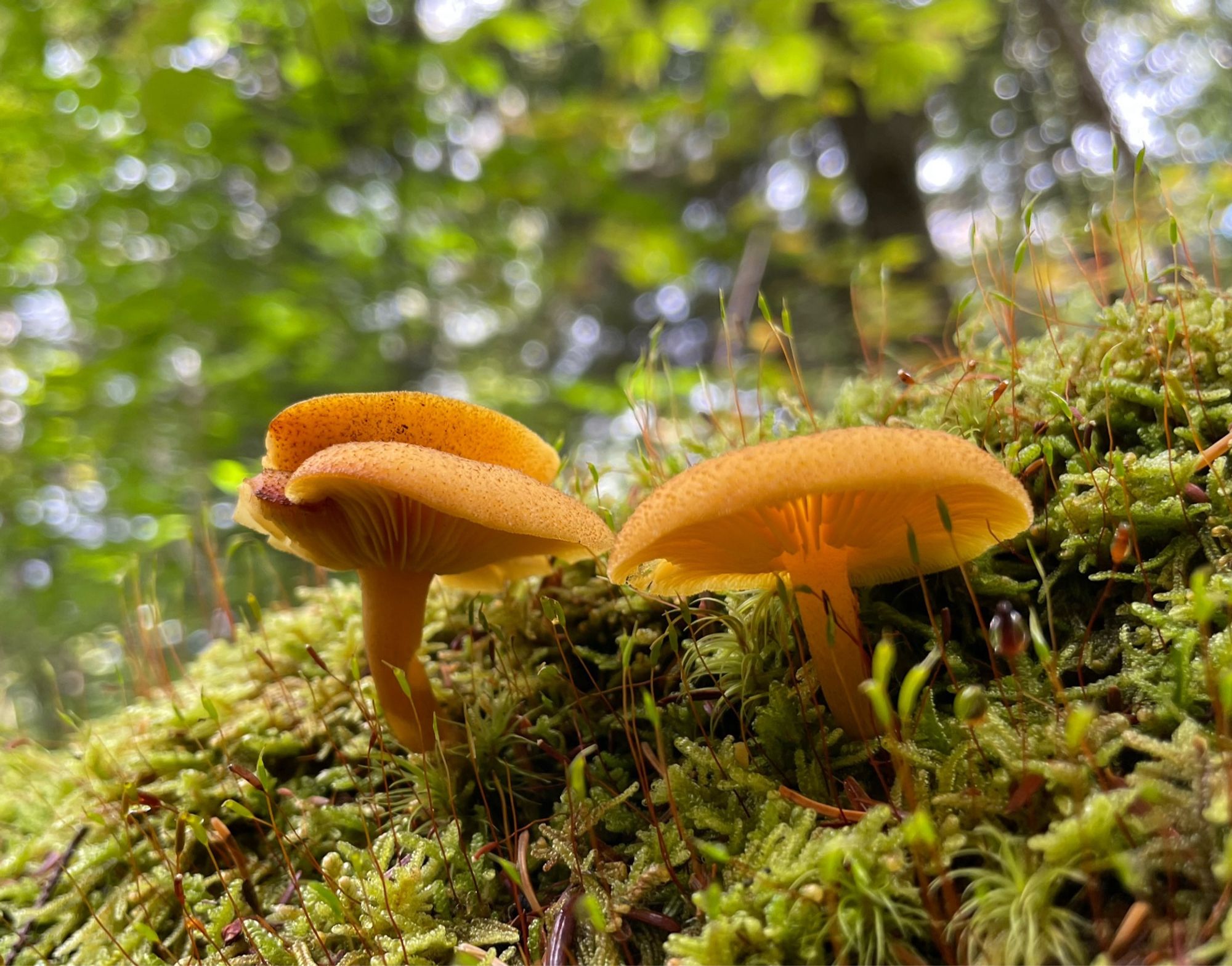 Gilled orange mushrooms on a mossy log