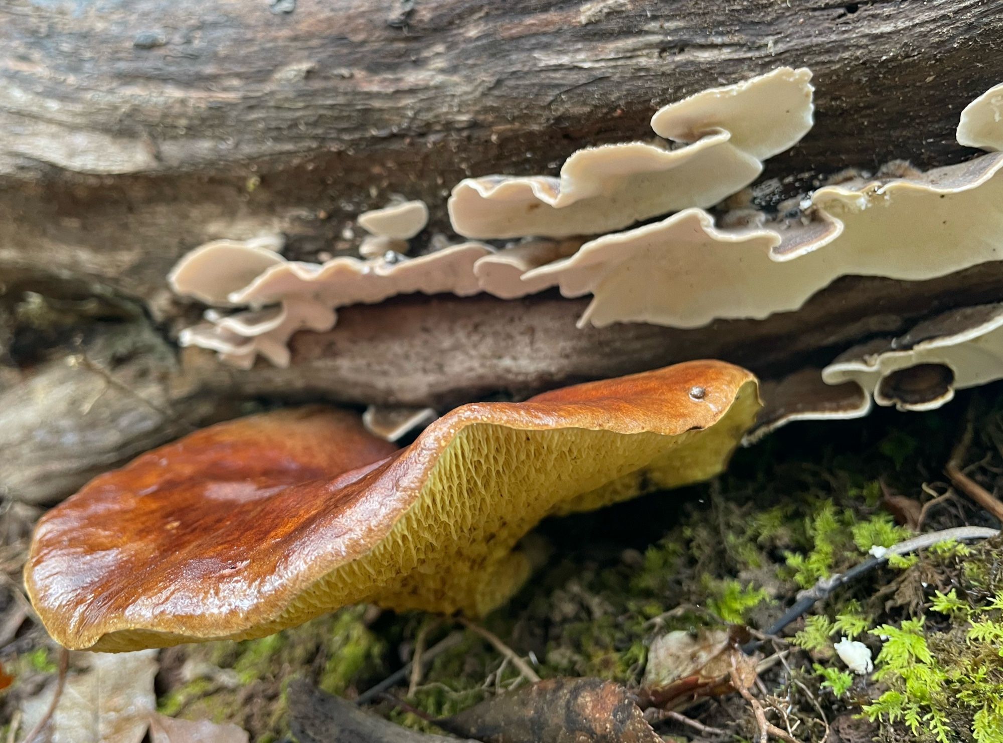 White polypores and one large brown and yellow polypore on a log