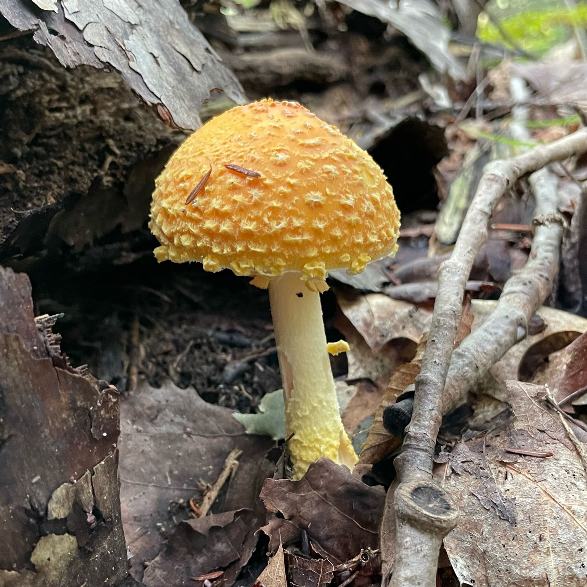 An orange amanita mushroom in dead leaves