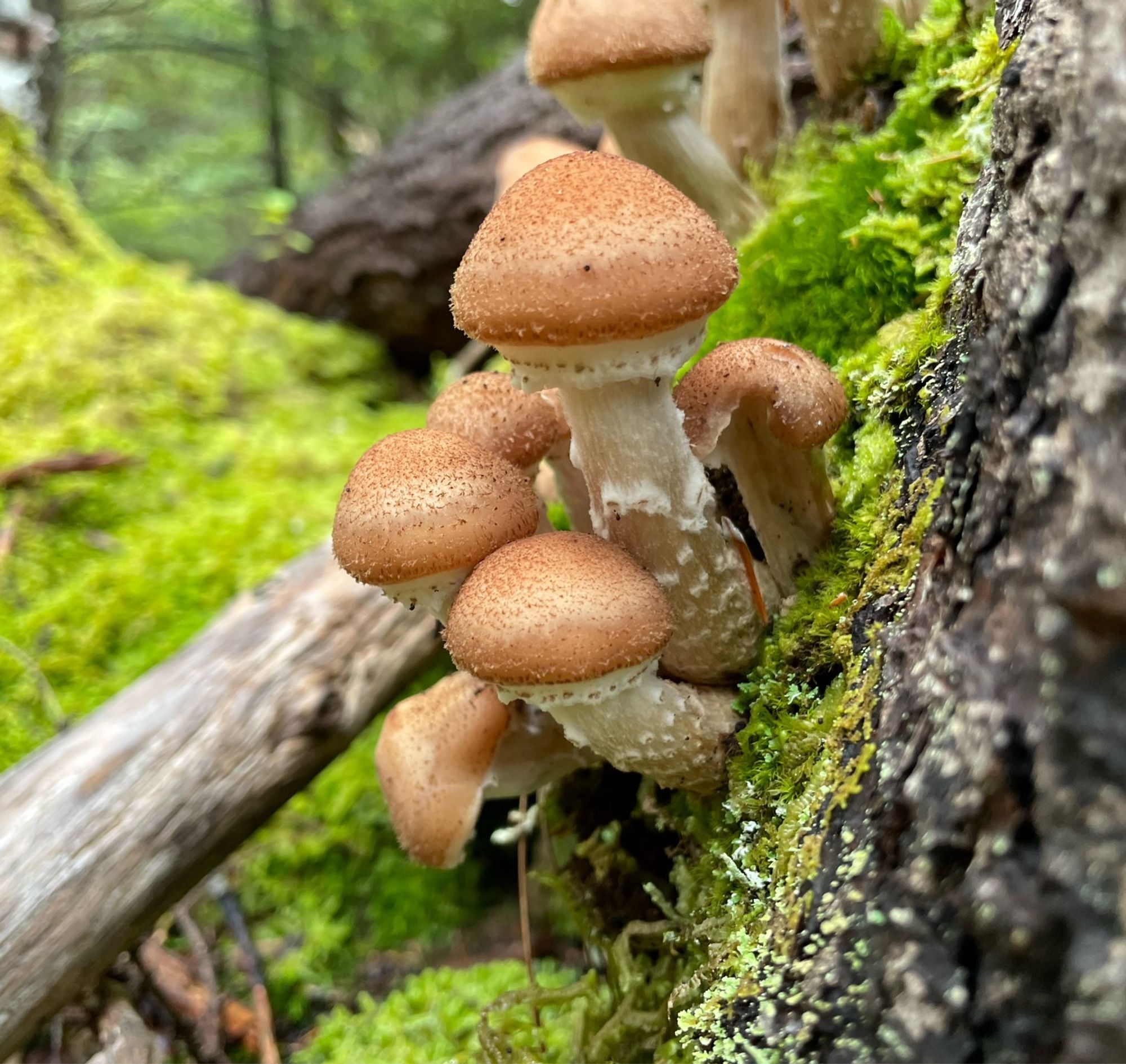 Bunched white and beige mushrooms on a mossy stump