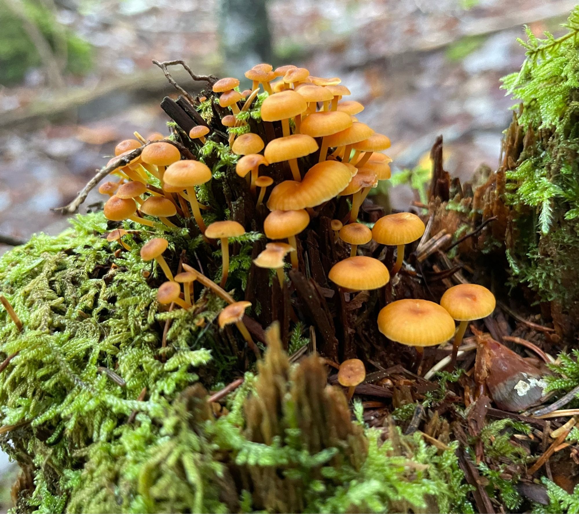 Tiny orange mushrooms on a mossy stump