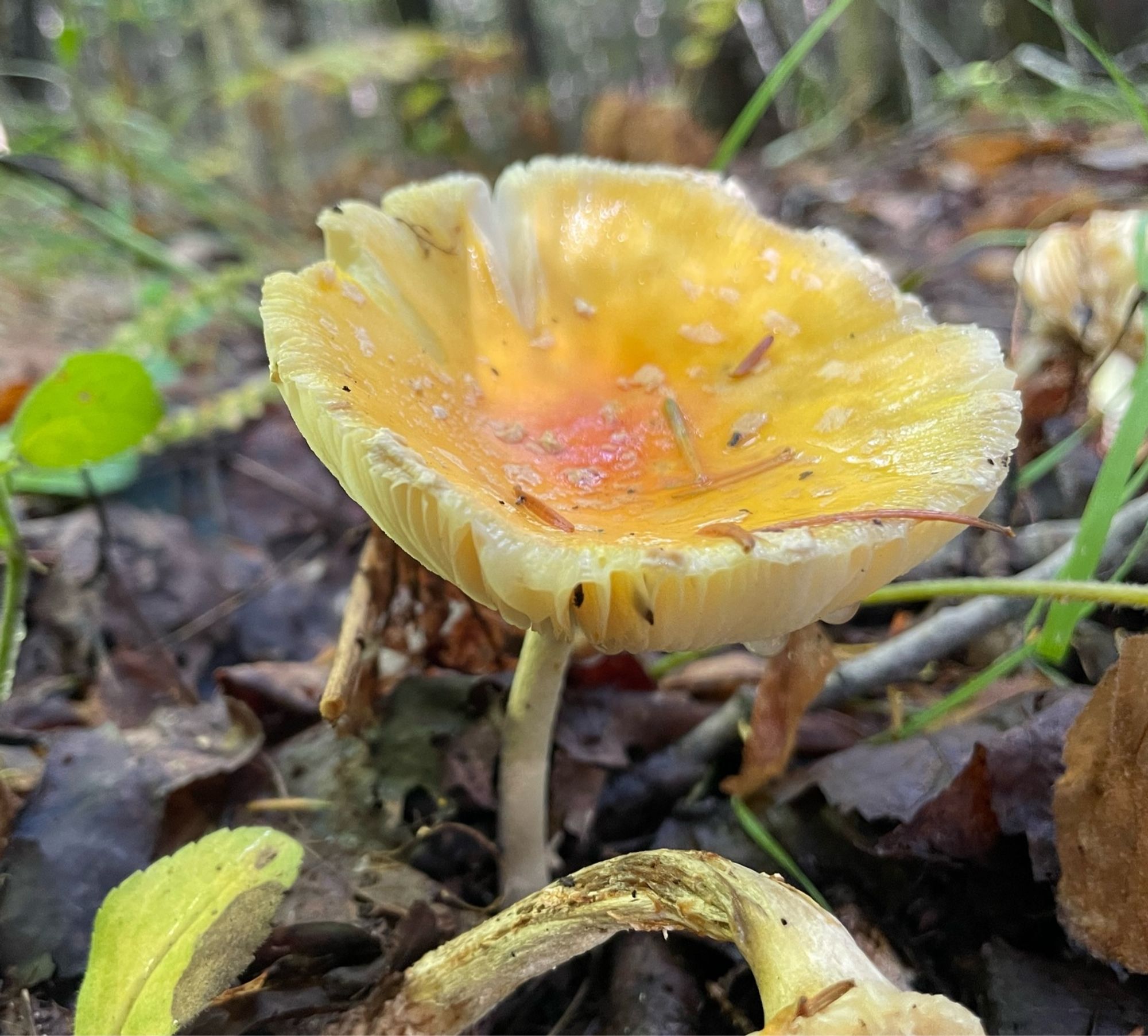 A concave orange fly agaric in mulch