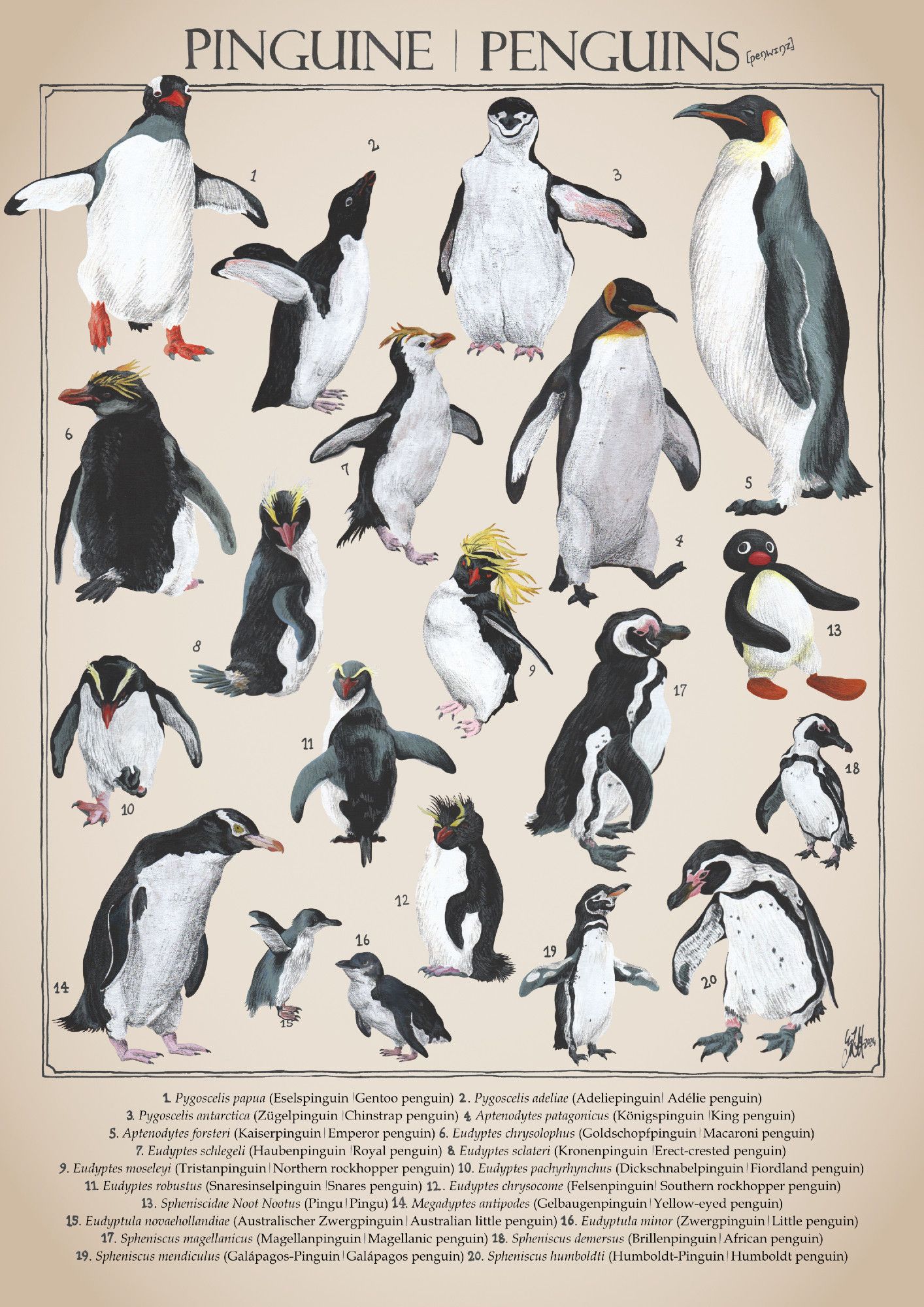 A natural science poster, upright format, made to look old-fashioned. The background is light brown, slightly darker towards the edges. The title at the top says „Pinguine / Penguins“ and in small, handwritten phonetic spelling beside that „pengwings“. The penguins take up most of the space and are contained within a thin frame. They are all painted as naturalistic studies with gouache and pencils, all in fabulous poses. They are puzzled together as fit, but roughly from top left to bottom right: gentoo penguin, adélie penguin, chinstrap penguin, emperor penguin, macaroni penguin, erect-crested penguin, royal penguin, northern rockhopper penguin, king penguin, fiordland penguin, snares penguin, magellanic penguin, Pingu, african penguin, yellow-eyed penguin, australian little penguin, little penguin, southern rockhopper penguin, galápagos penguin, humboldt penguin. Each has a number beside it corresponding to a number in the legend below, stating their Latin, German & English names.