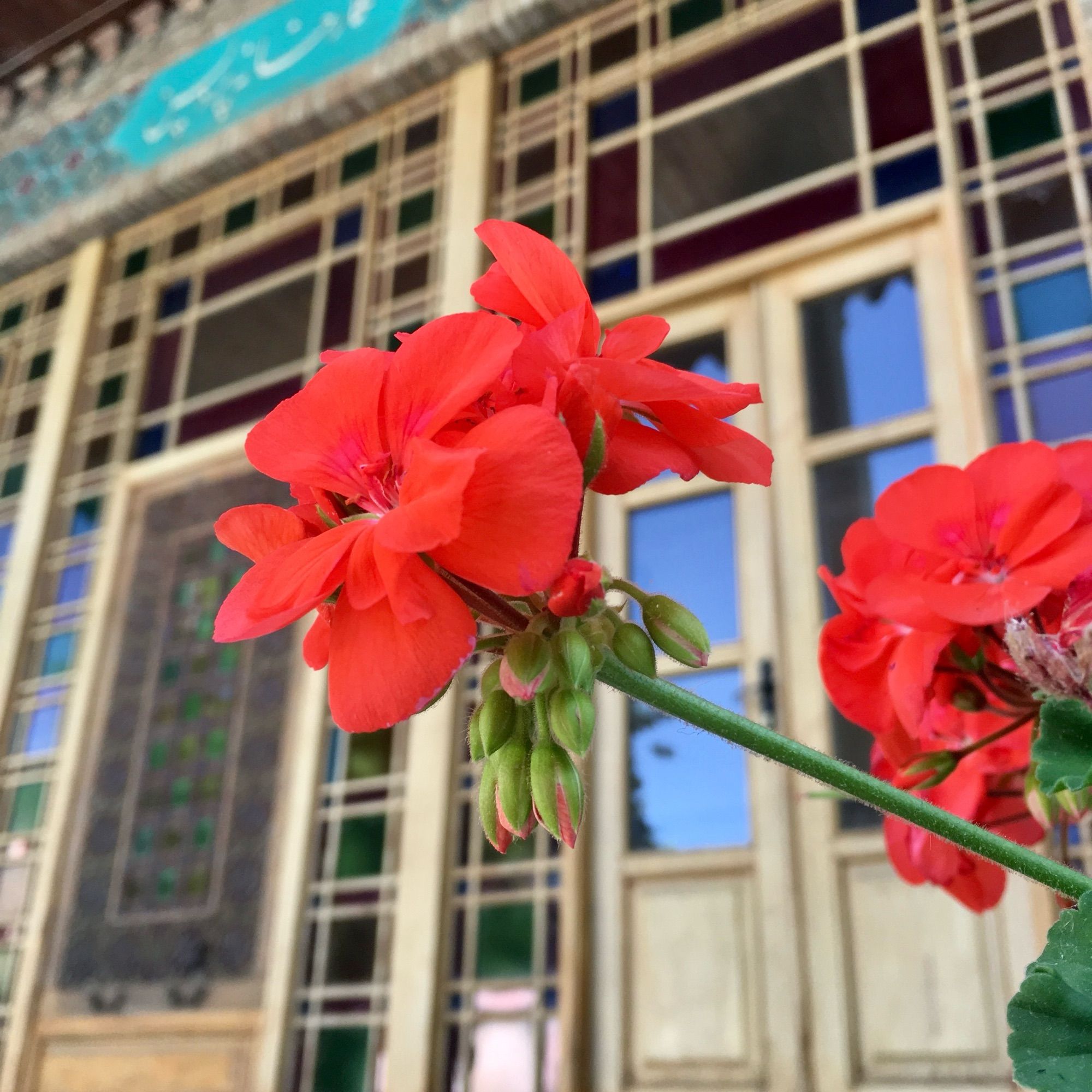 Red geranium close up; blue skies reflecting in windows