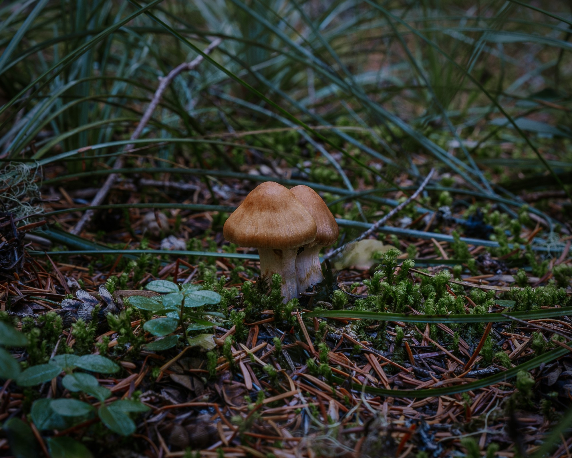 Pair of vibrant mushrooms growing amongst moss and grass, adding charm to a mountain forest.