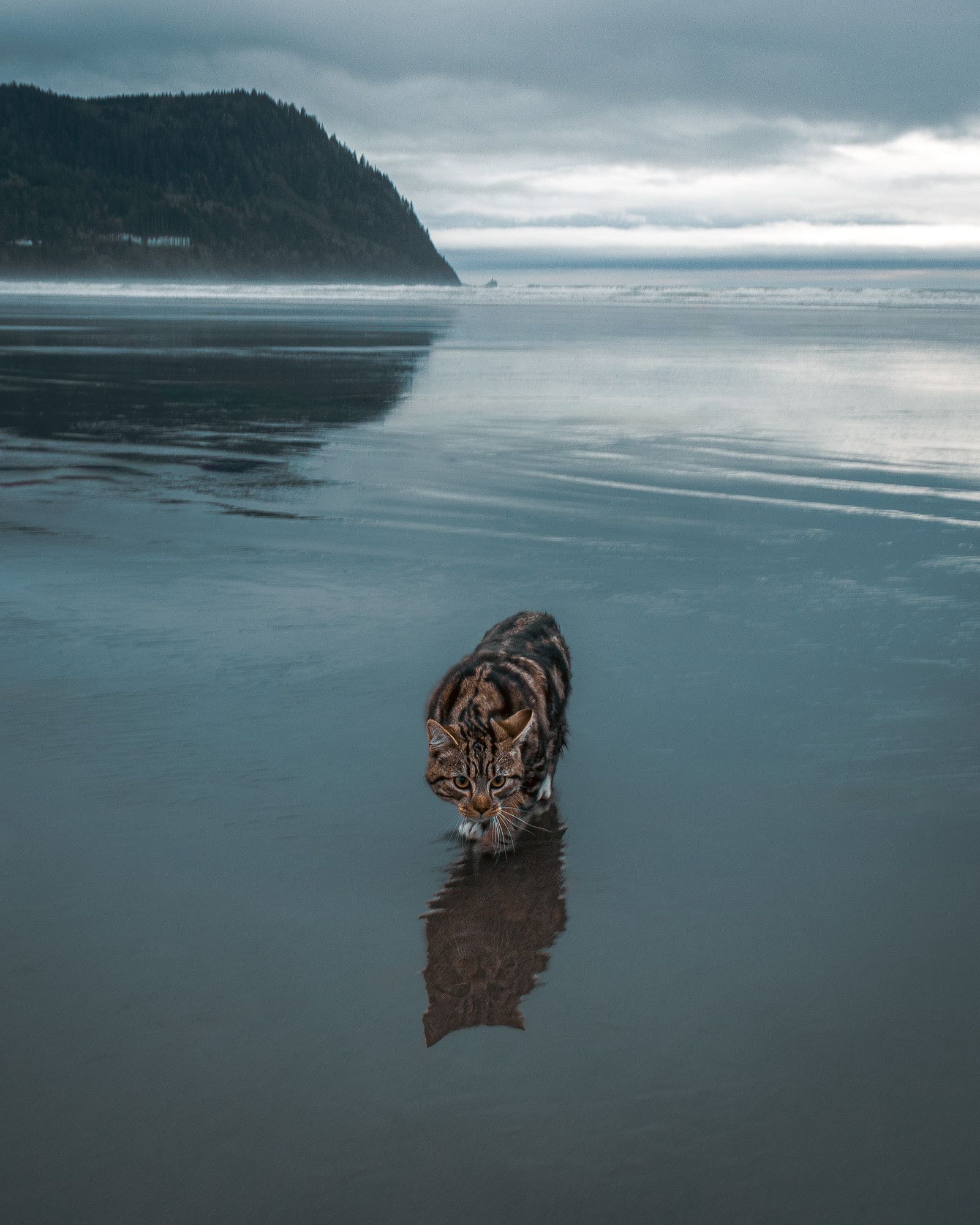 Tabby cat prowling the wet sand of Seaside Oregon's shoreline, with Tillamook Head looming in the distance.