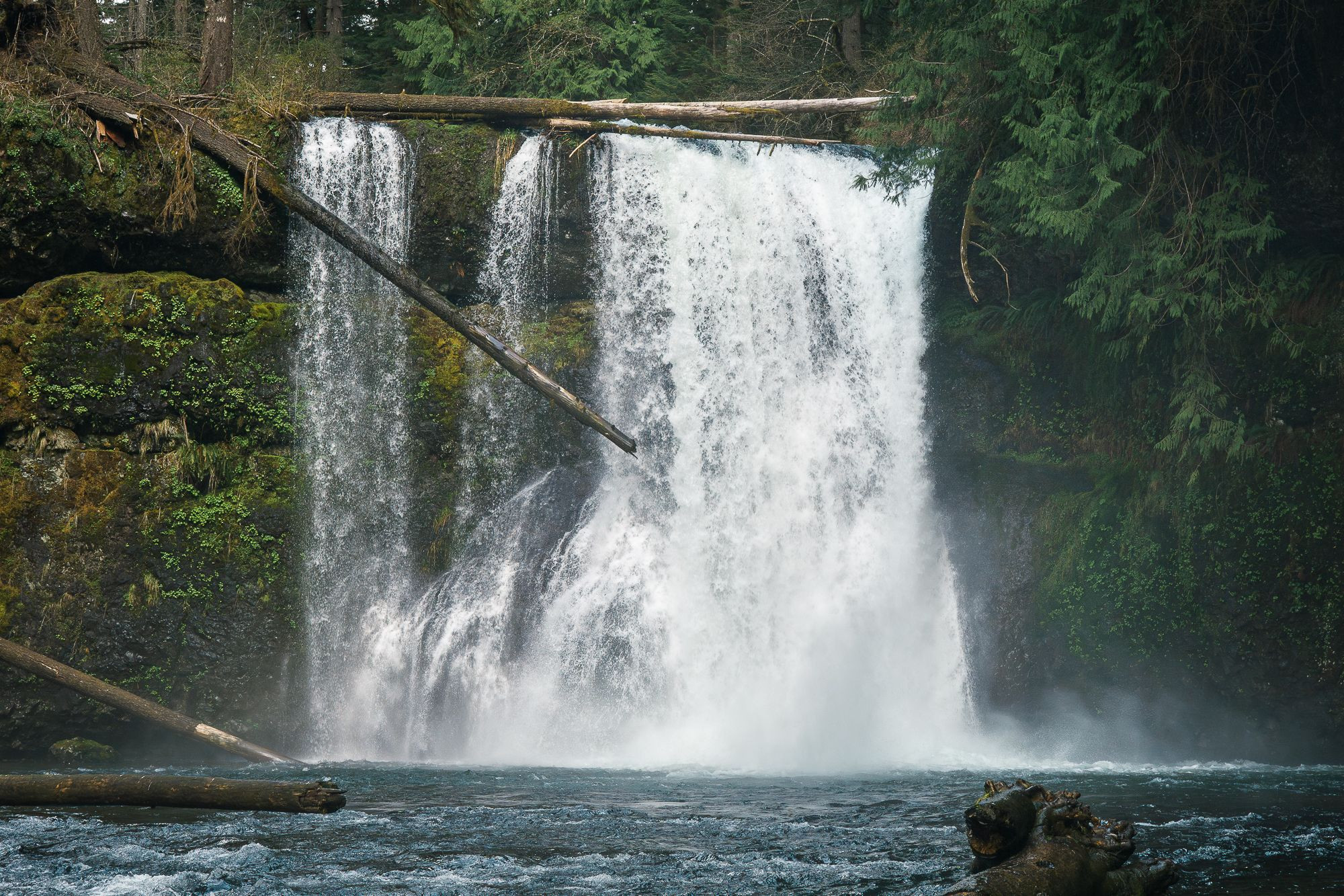 A close-up view of Upper North Falls in Silver Falls State Park, Oregon, cascading 65 feet over a moss-covered cliff into a pool below. The waterfall is framed by dense forest vegetation, with ferns and moss thriving in the misty environment. 

Unique to this waterfall, it is one of the few in the park that visitors can approach at the base, providing an intimate view of the powerful water flow. 

The waterfall's accessible trail is a short and easy 0.3-mile walk from the North Falls Trailhead, making it a popular spot for those looking to enjoy the beauty of Silver Falls with minimal hiking effort.