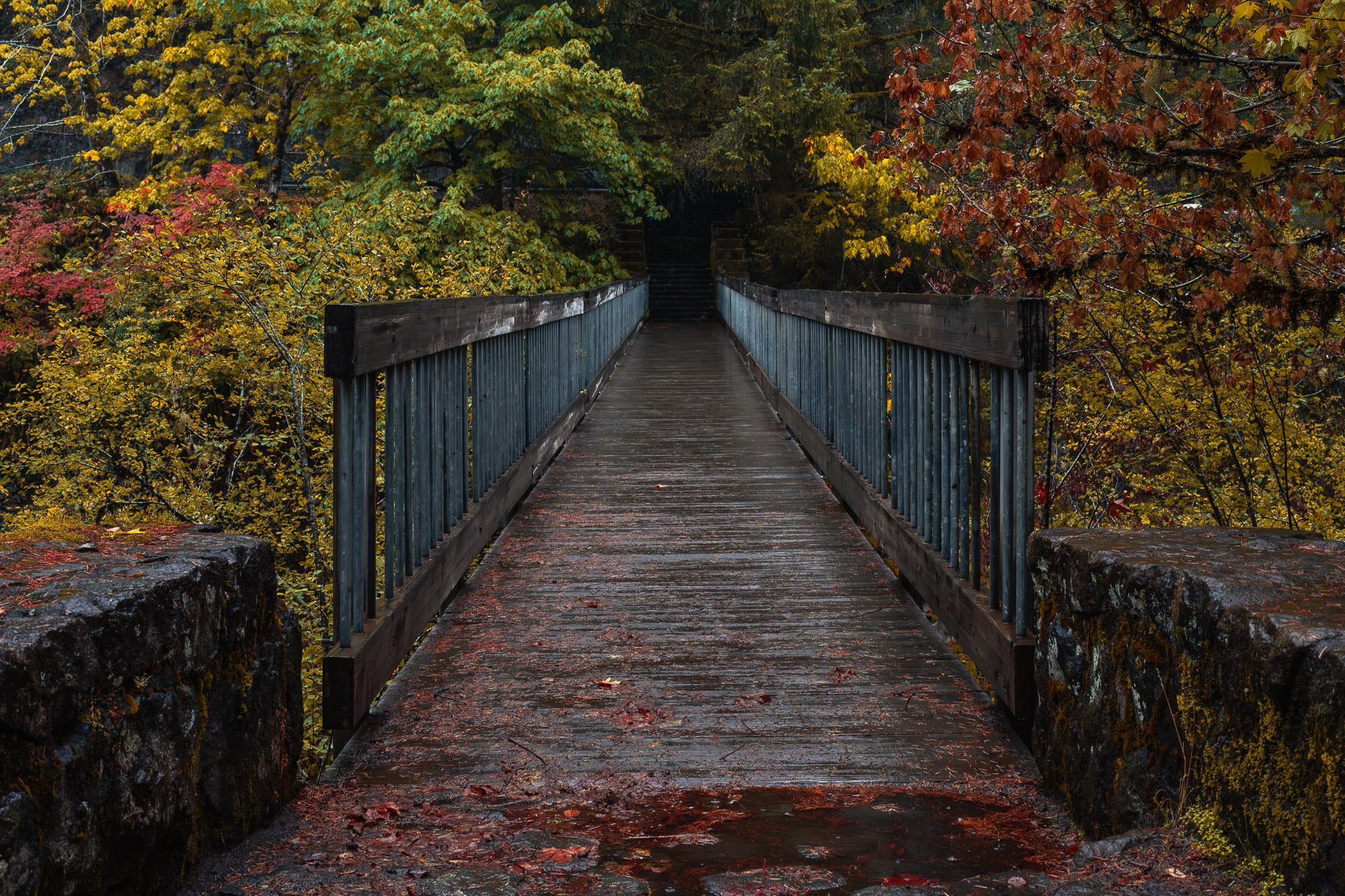 A moody photograph of a wooden bridge along Highway 6 in Tillamook State Forest, Oregon. The bridge is wet from recent rain, with fallen red and yellow leaves scattered across its surface. 

The walkway, framed by sturdy metal railings, stretches forward, disappearing into a lush forest filled with vibrant autumn foliage in shades of yellow, orange, and red. Moss-covered stone walls mark the entrance to the bridge, adding to the scene’s sense of timelessness and connection with nature. 

The surrounding trees create a tunnel-like effect, as if inviting the viewer into the depths of the autumn. The overall atmosphere is quiet and contemplative, with the damp conditions and rich colors enhancing the beauty of the season.