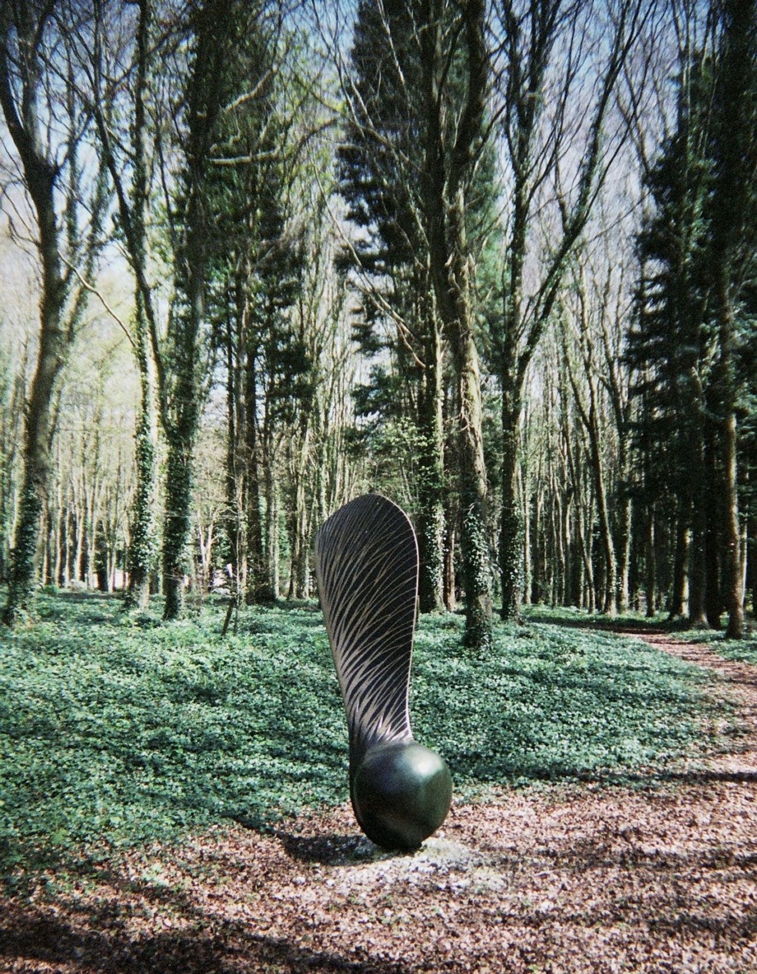 a sculpture in the woods in the sunlight of a giant sycamore seed