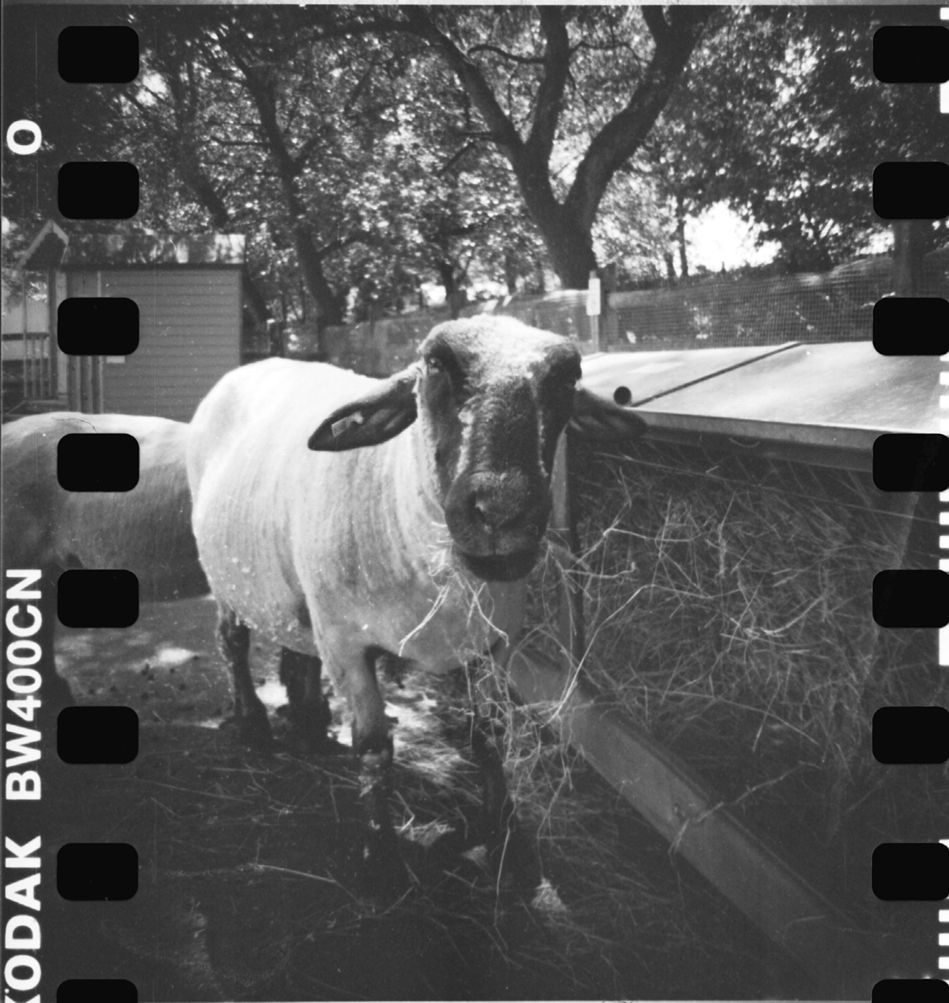 A sheep looking directly at the camera as it eats hay