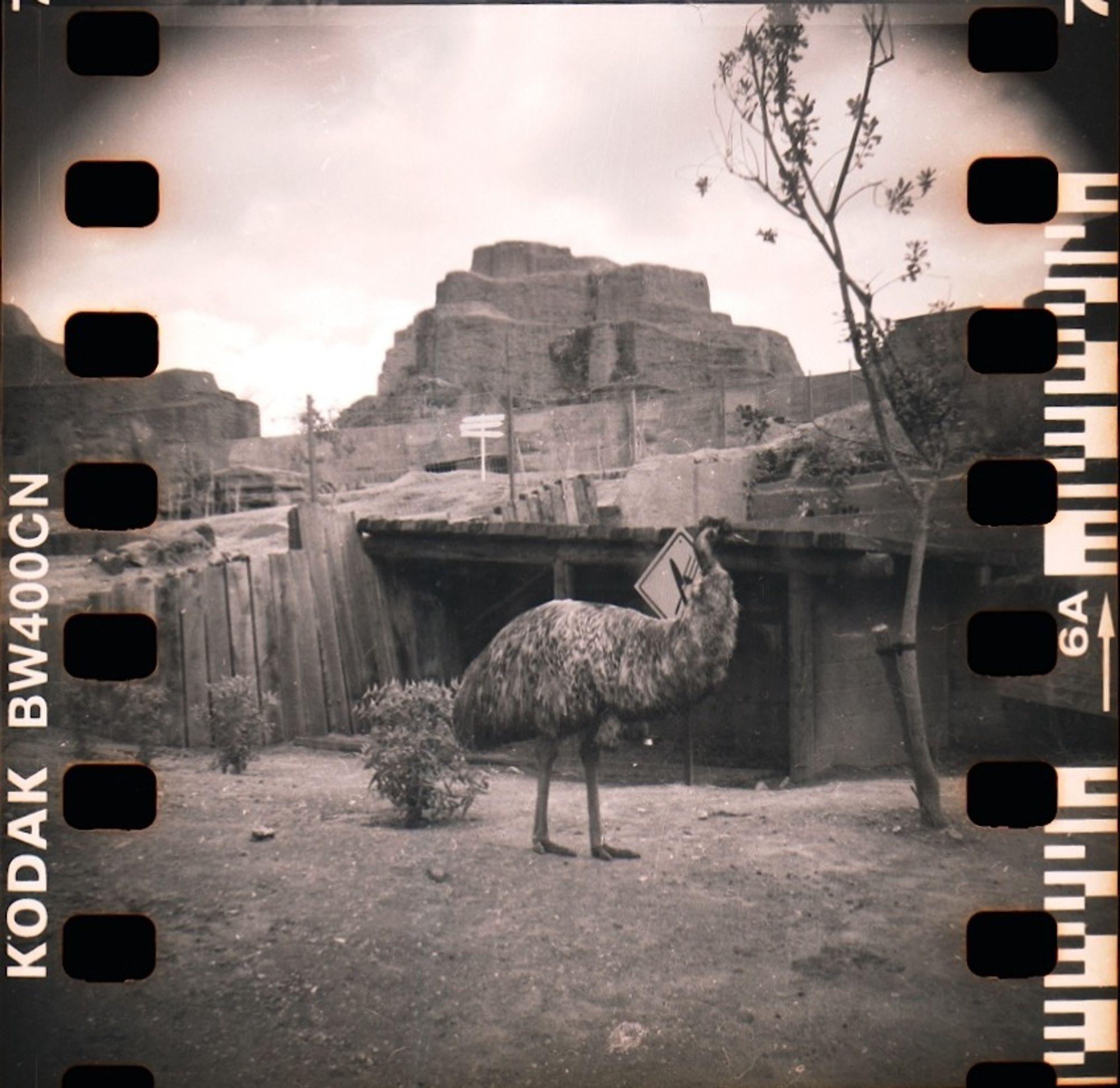 am Emu (the bird not the synthesizer/sampler)