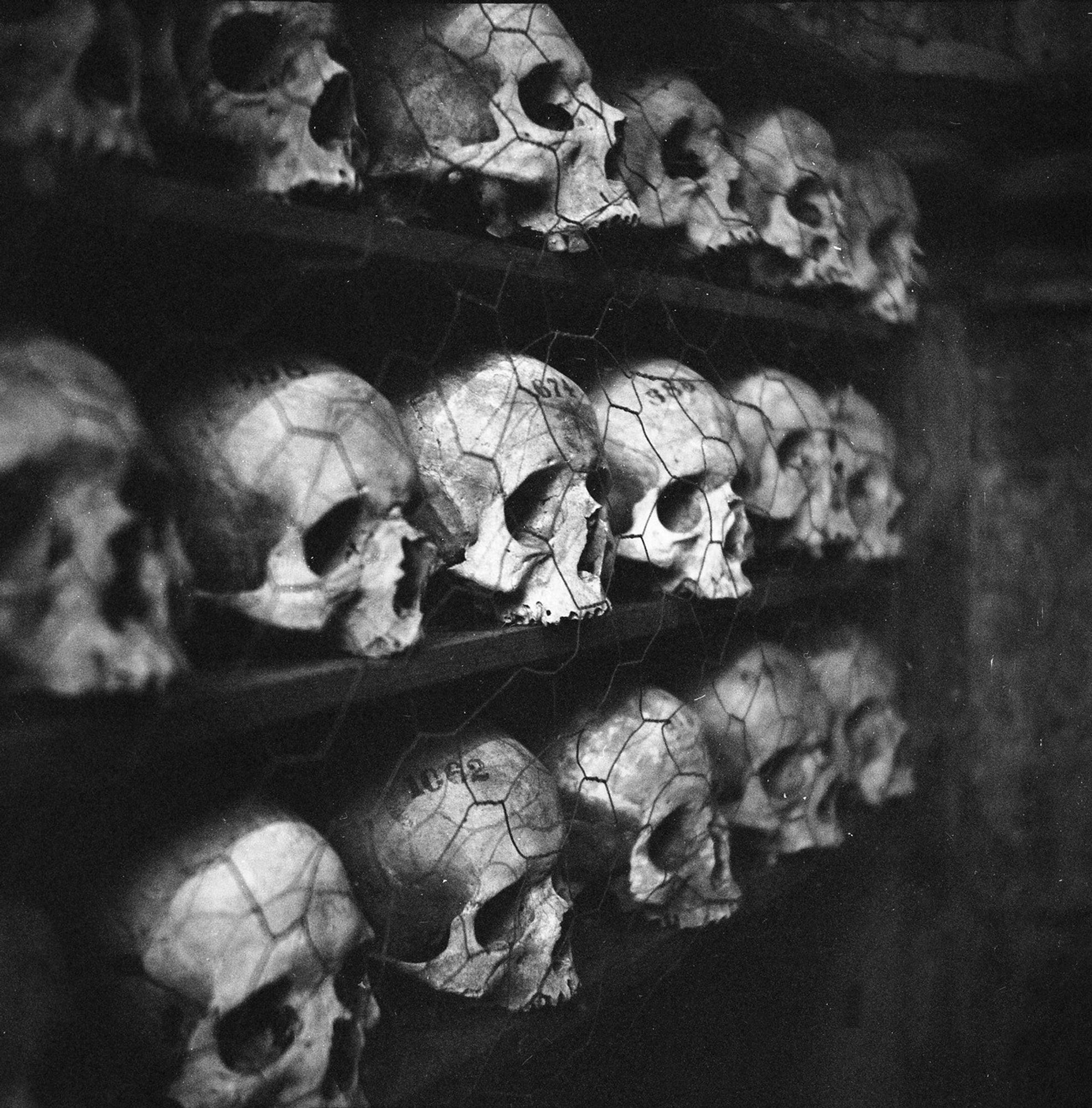 some skulls with numbers stamped on them on a shelf behind some chicken wire