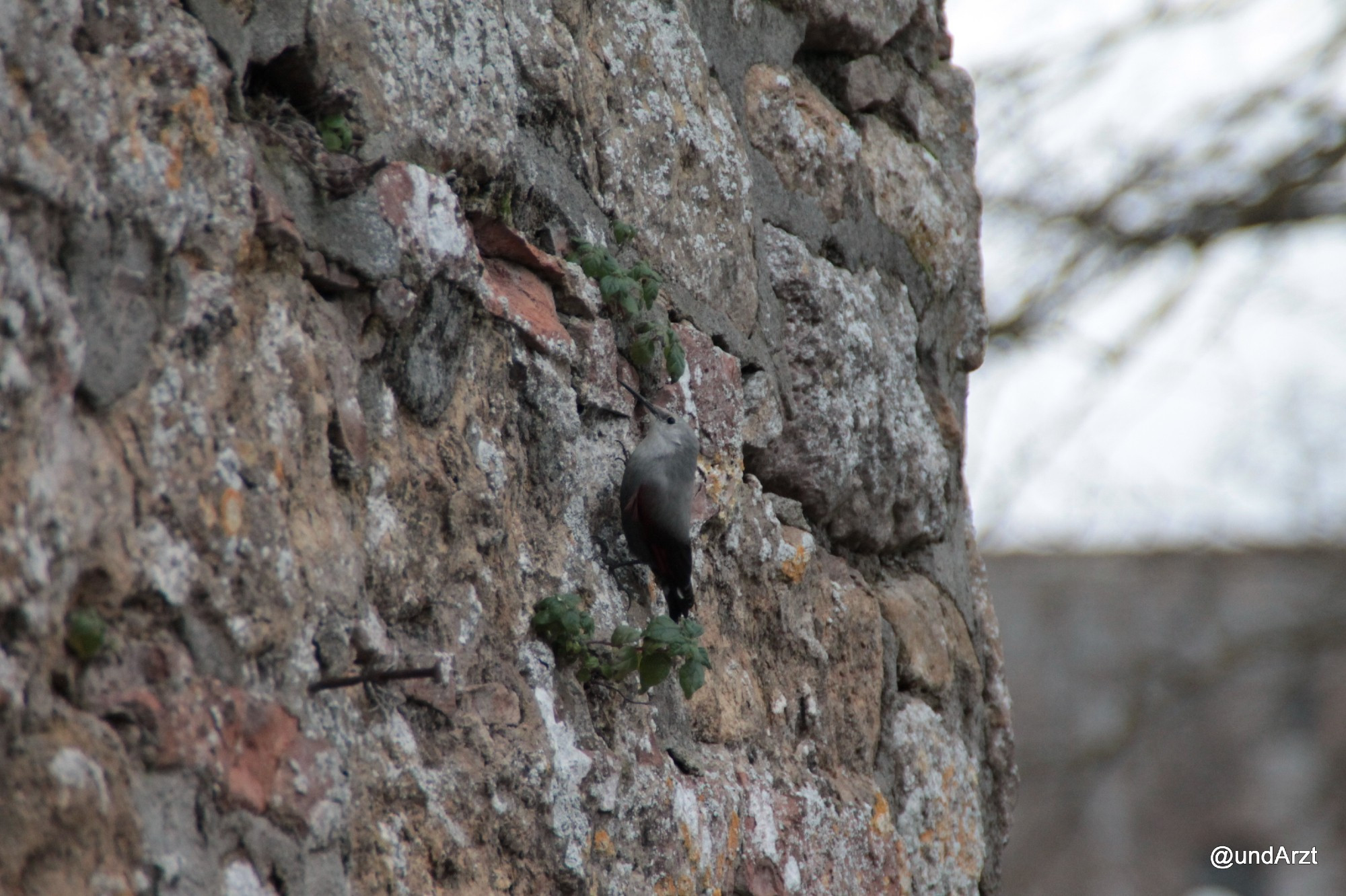 Ein Stück alte, sehr unebenmäßige Steinmauer in Grau- und Rottönen. Ziemlich genau in der Mitte des Bilds ein grauer Vogel, am besten sieht ,an noch den fast schwarzen unteren Rücken und Schwanz.
Rechts im Hintergrund unscharf Gebäude, grauweißer Himmel und die blattlosen Zweige eines Baums.