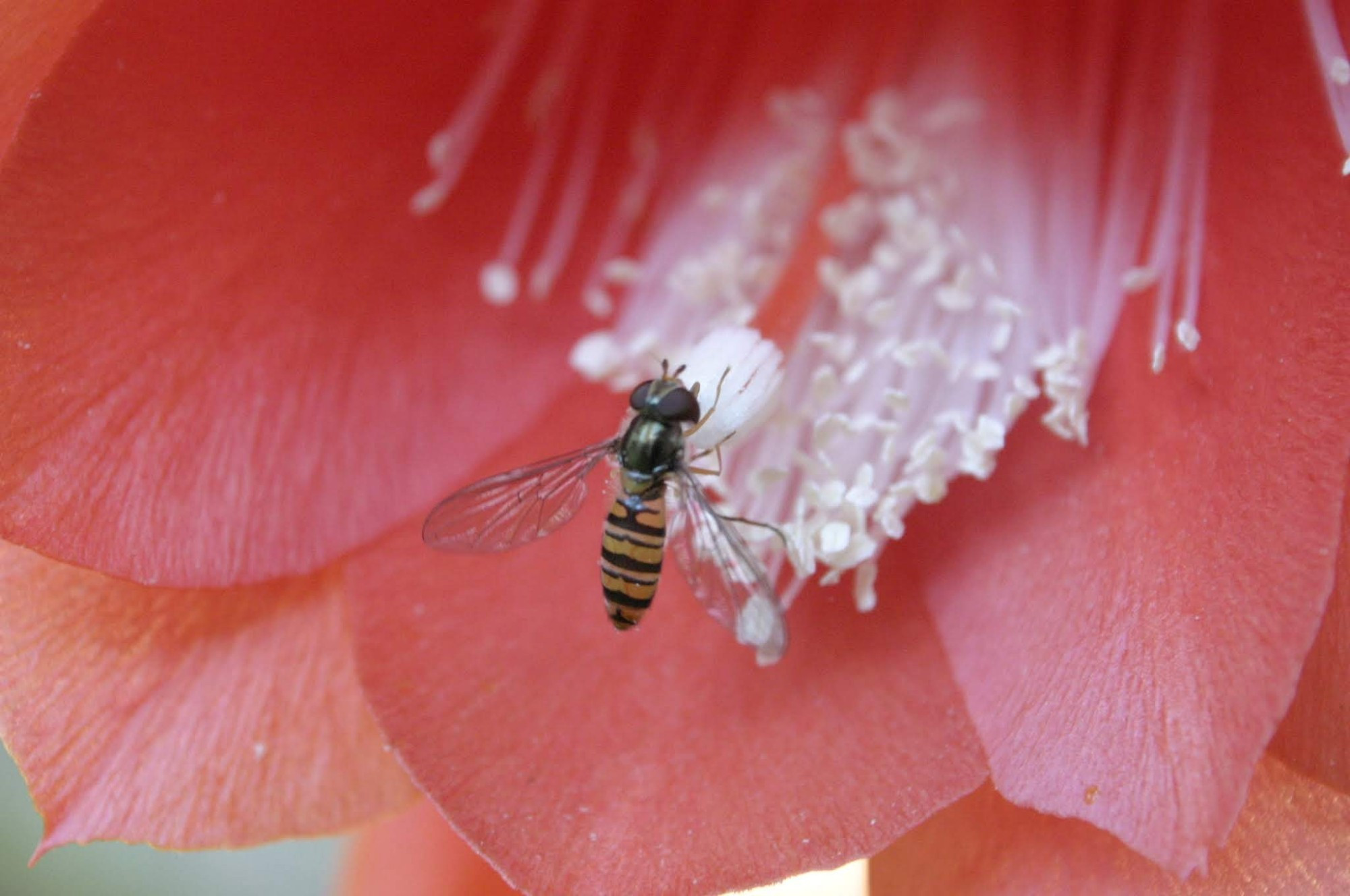 Innenansicht einer roten Blüte mit weißen Staubgefäßen und Stempel, auf dem eine Schwebfliege (mit schwarzen und gelben Streifen) sitzt.