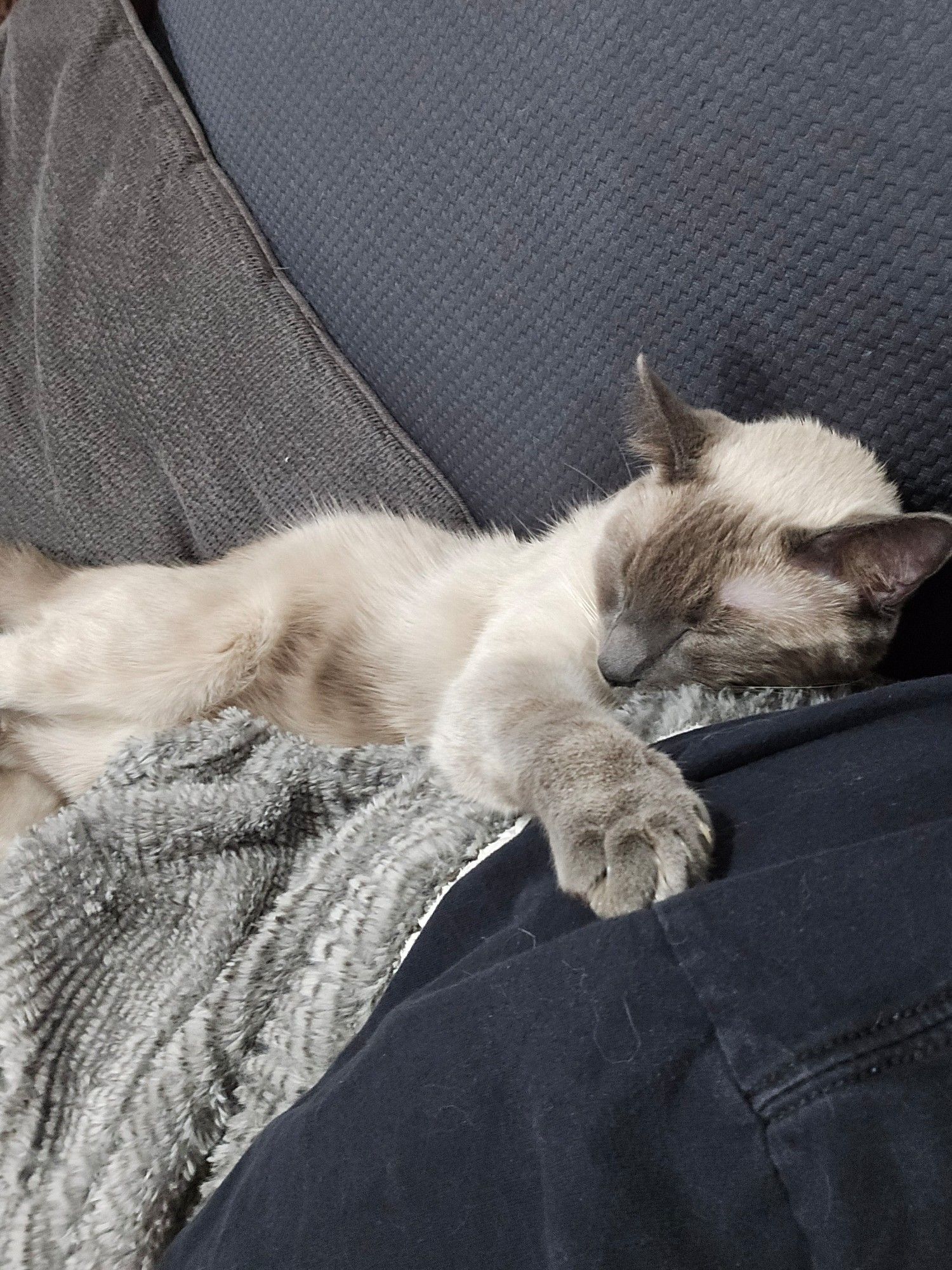 My cat Dean, sleeping with his paw on my shoulder