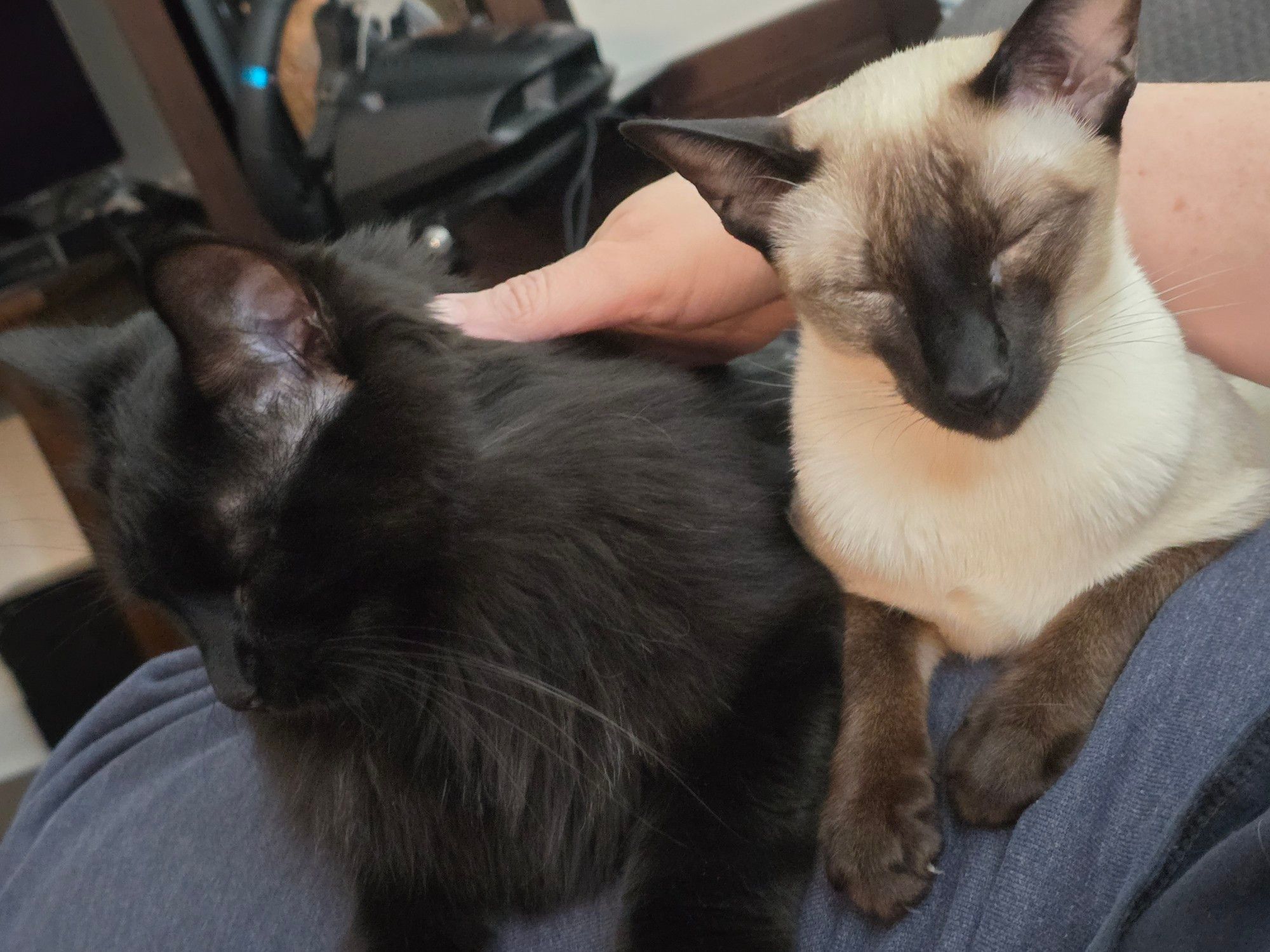 Two cats (Amara and Isla) sitting next to each other on my leg.