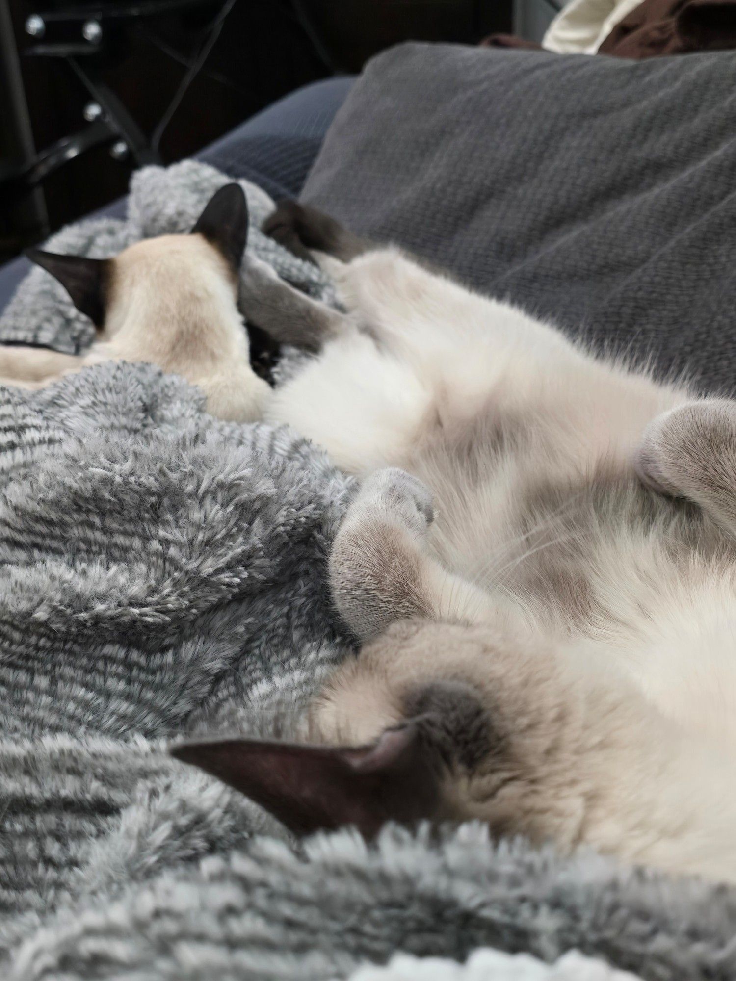 Two cats sleeping on the gray throw on top of me.