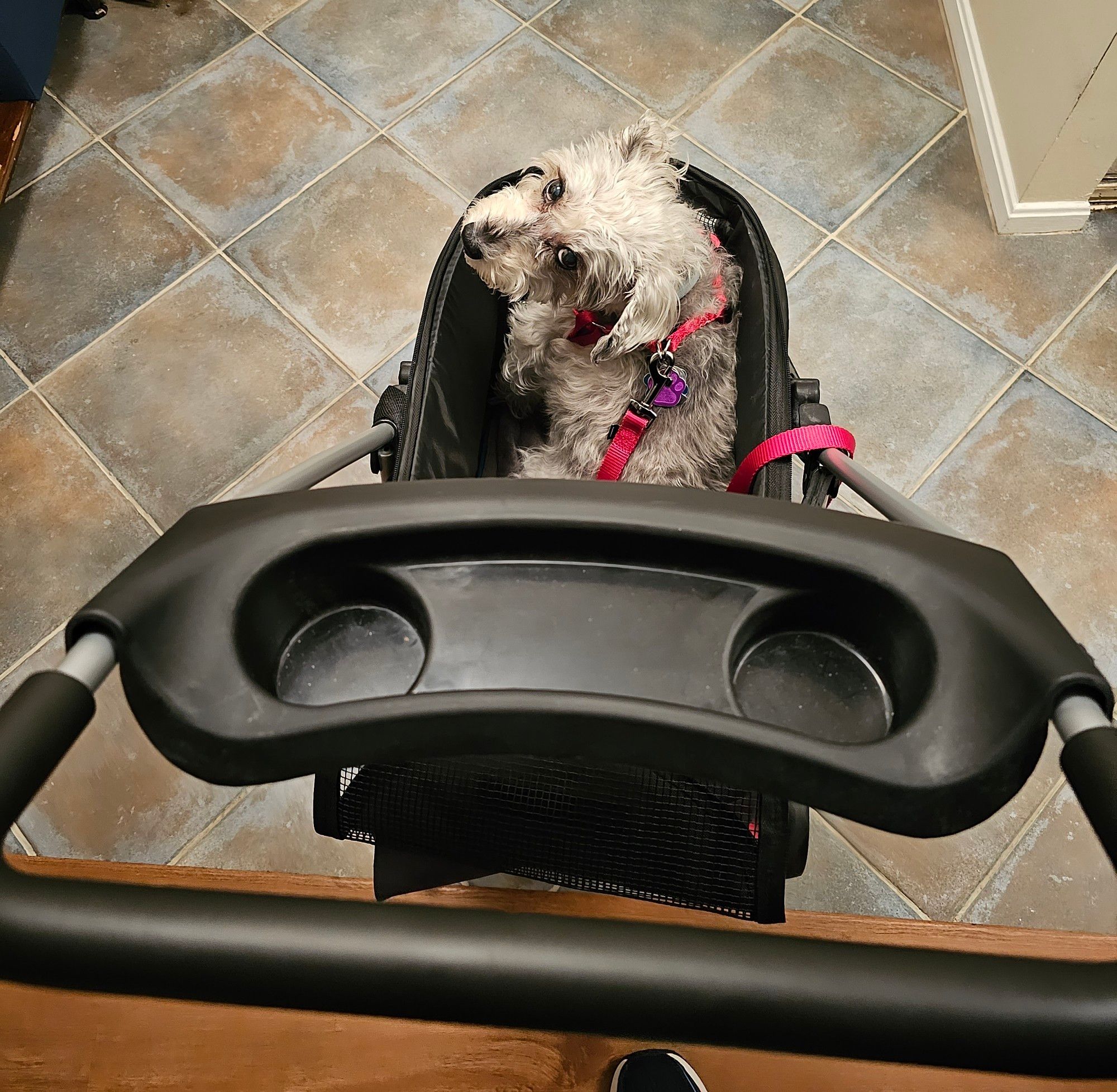 Harpo, a light gray miniature schnauzer, sitting in a dog stroller