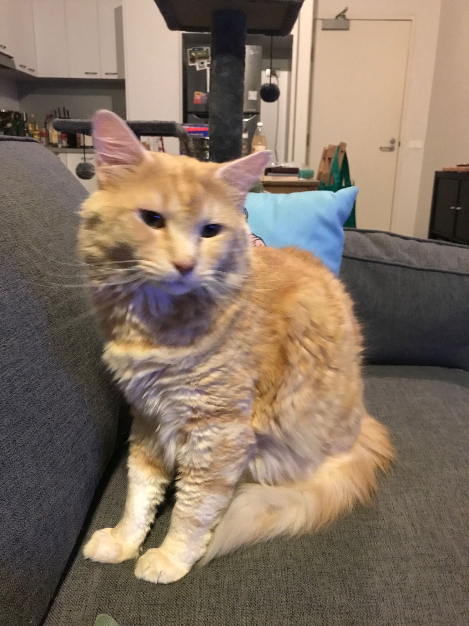 An orange and white cat sits on his paws looking suspiciously at the camera. He is on a grey couch, behind him is a blue pillow. The cat has no thoughts.