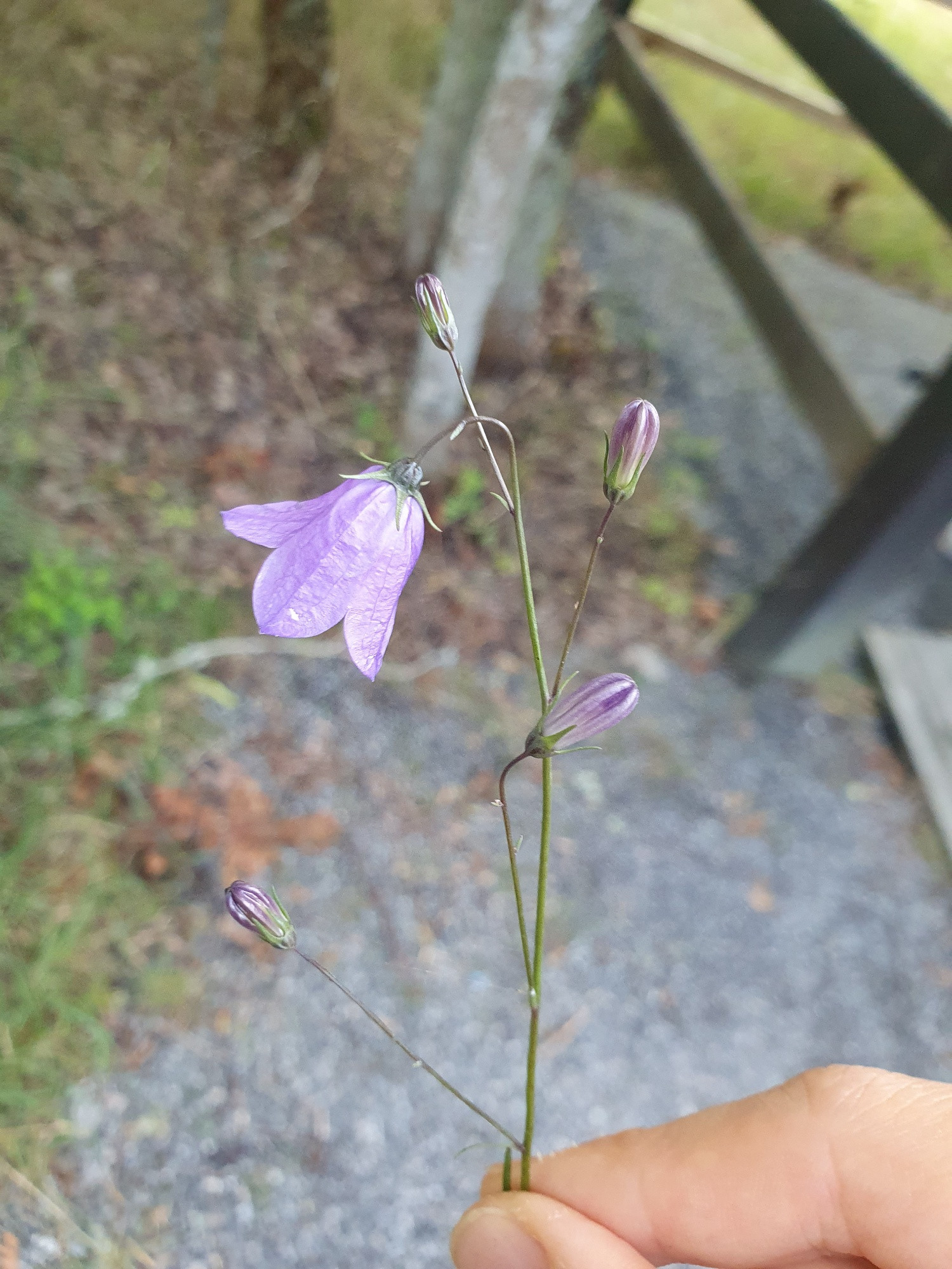 A plucked specimen of Campanula rotundifolia aka harebell or blåklokke. Several flower stalks are attached to one stem, and one of them has bloomed in the form of a purple bell 