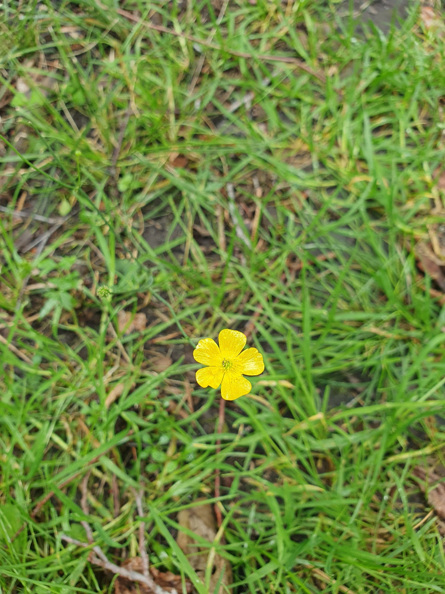 Ranunculus flammula aka grøftesoleie. It's a kind of buttercup that grows in ditches and other wet soil