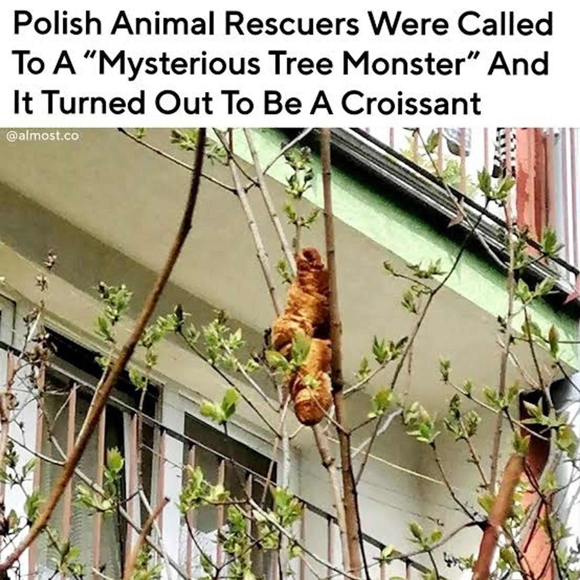 Polish animal rescuers were called out to help an animal stuck in a tree. It turned out to be a croissant. This is a picture of a croissant stuck in a tree.