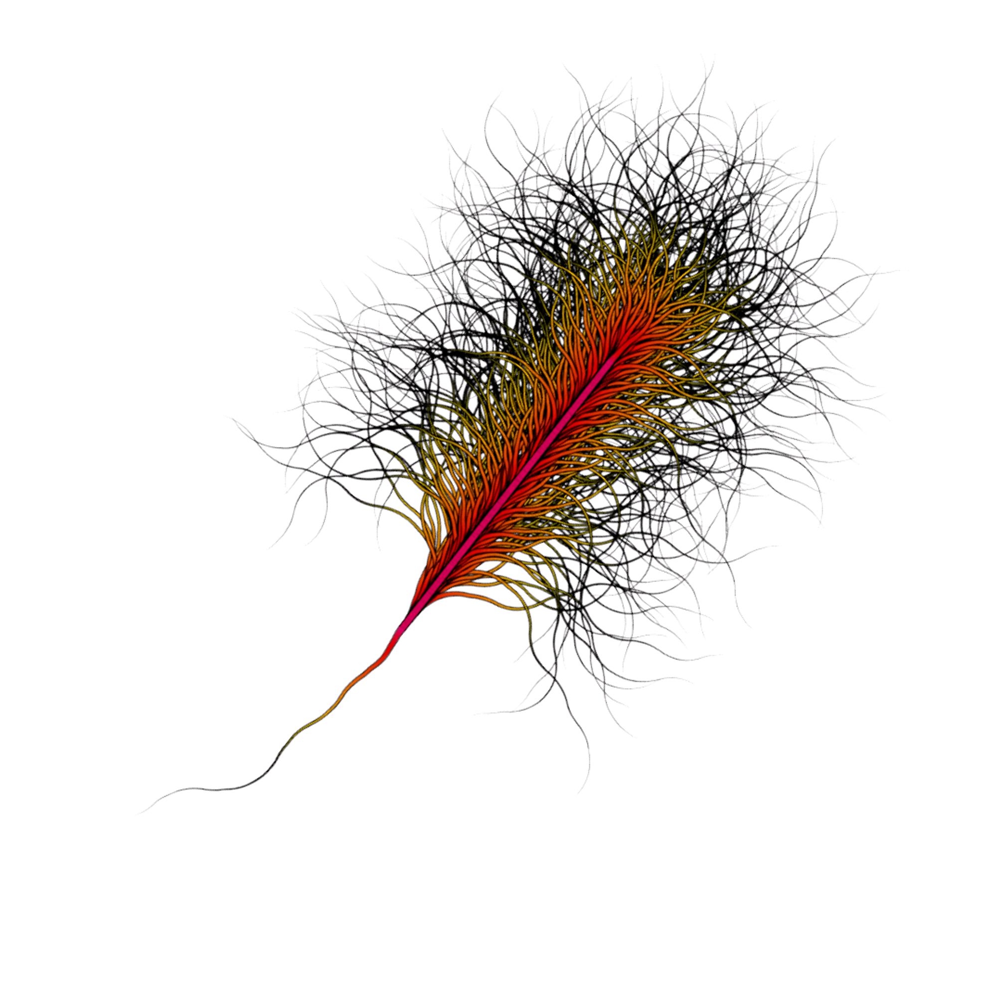 a feather drawn with algorithmic code