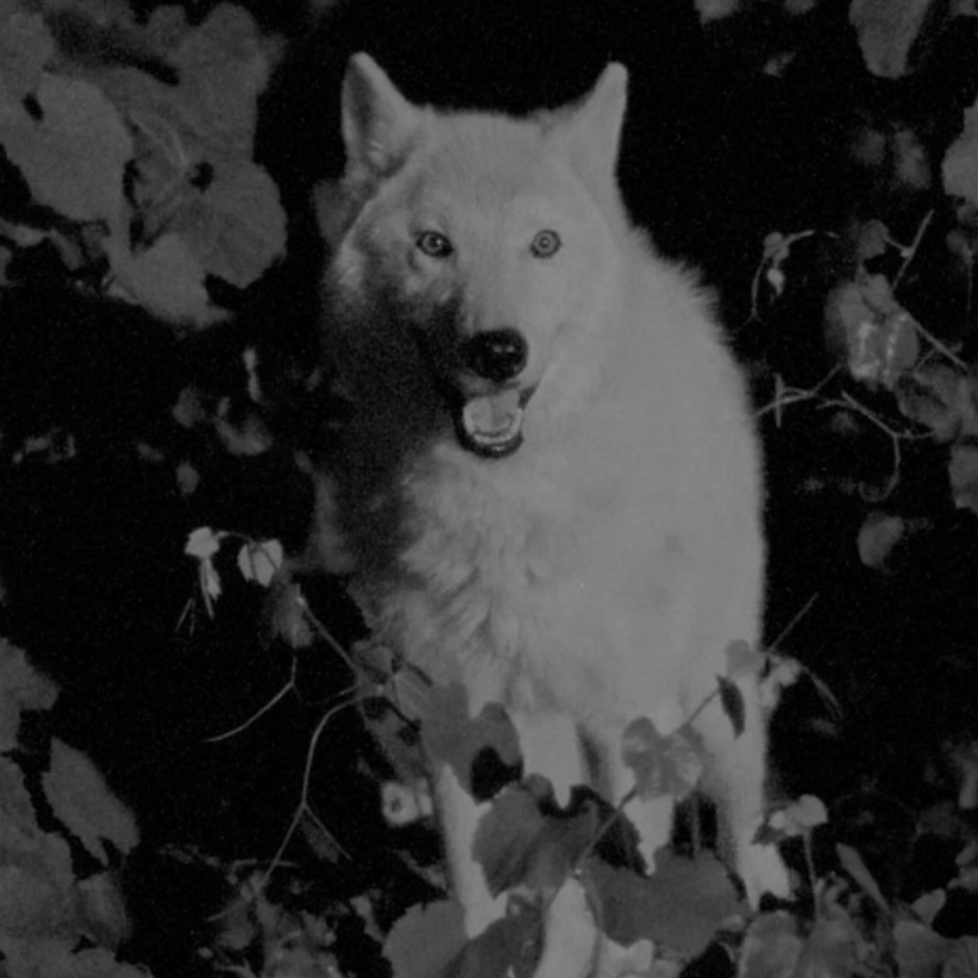 Black and white image of a wolf standing in heavy foliage