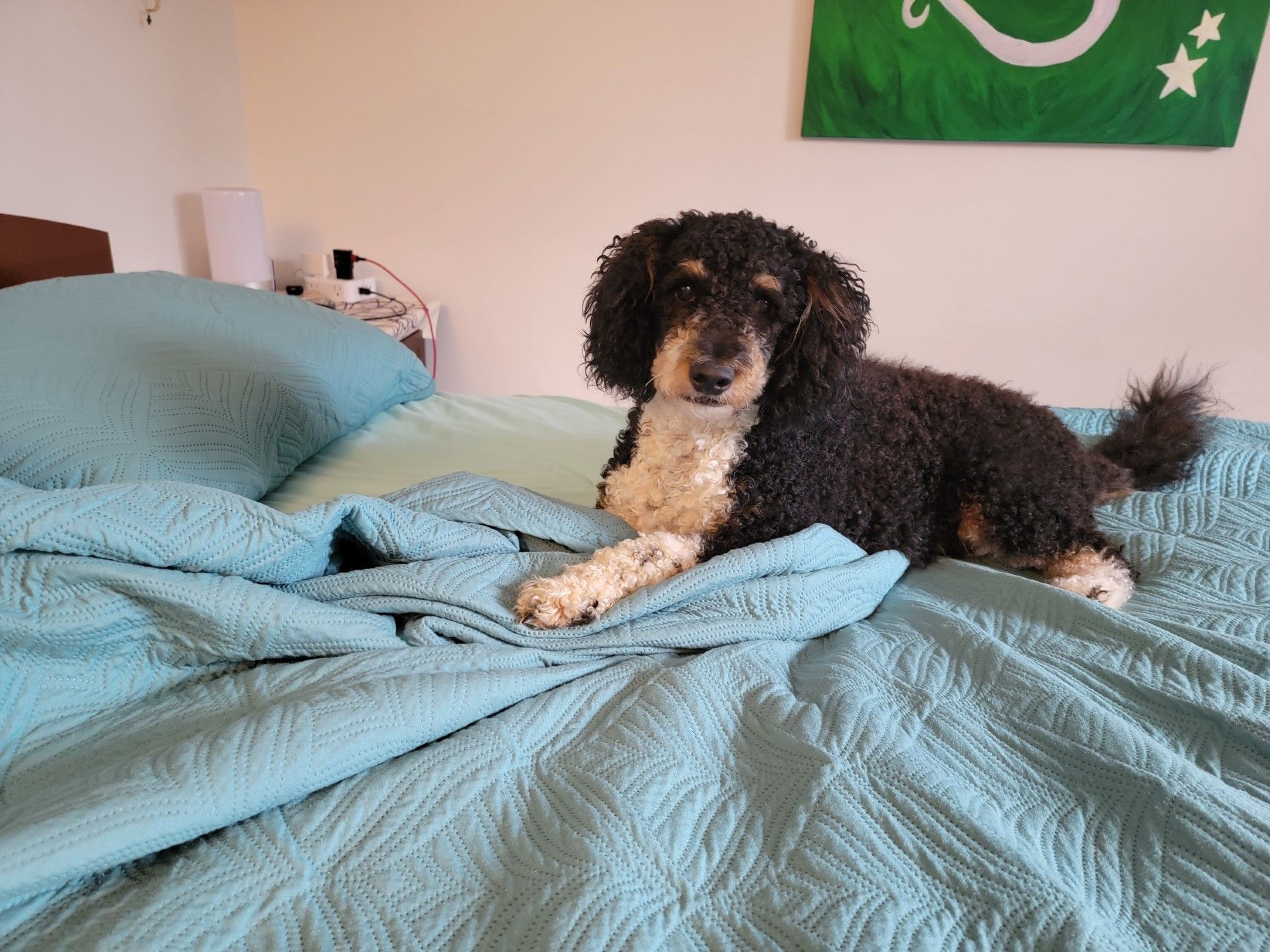 A mini bernedoodle laying on a bed with the sheets pulled back, looking at the camera like she has done nothing wrong.