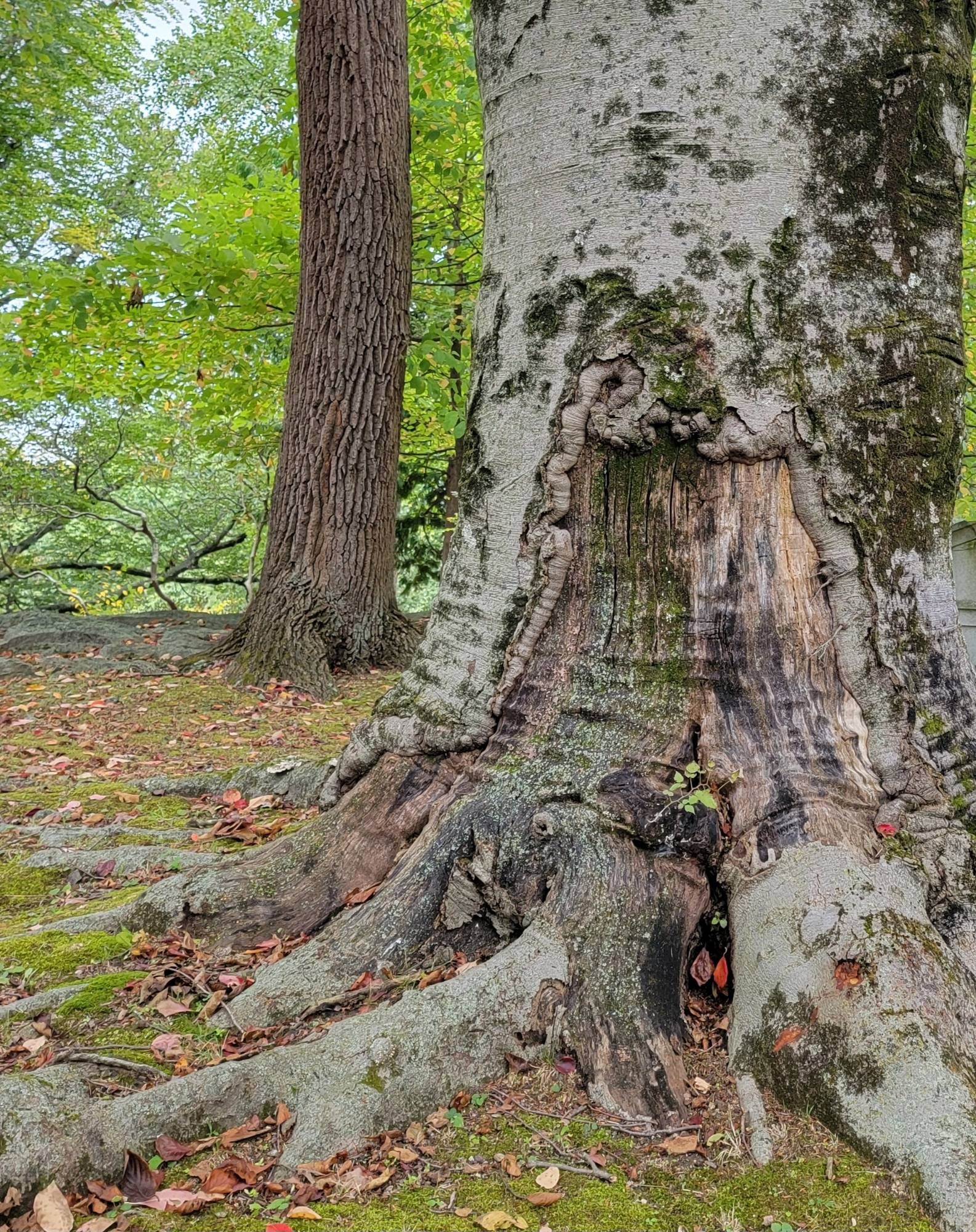 The trunk of a tree that looks like there's a door in the bark