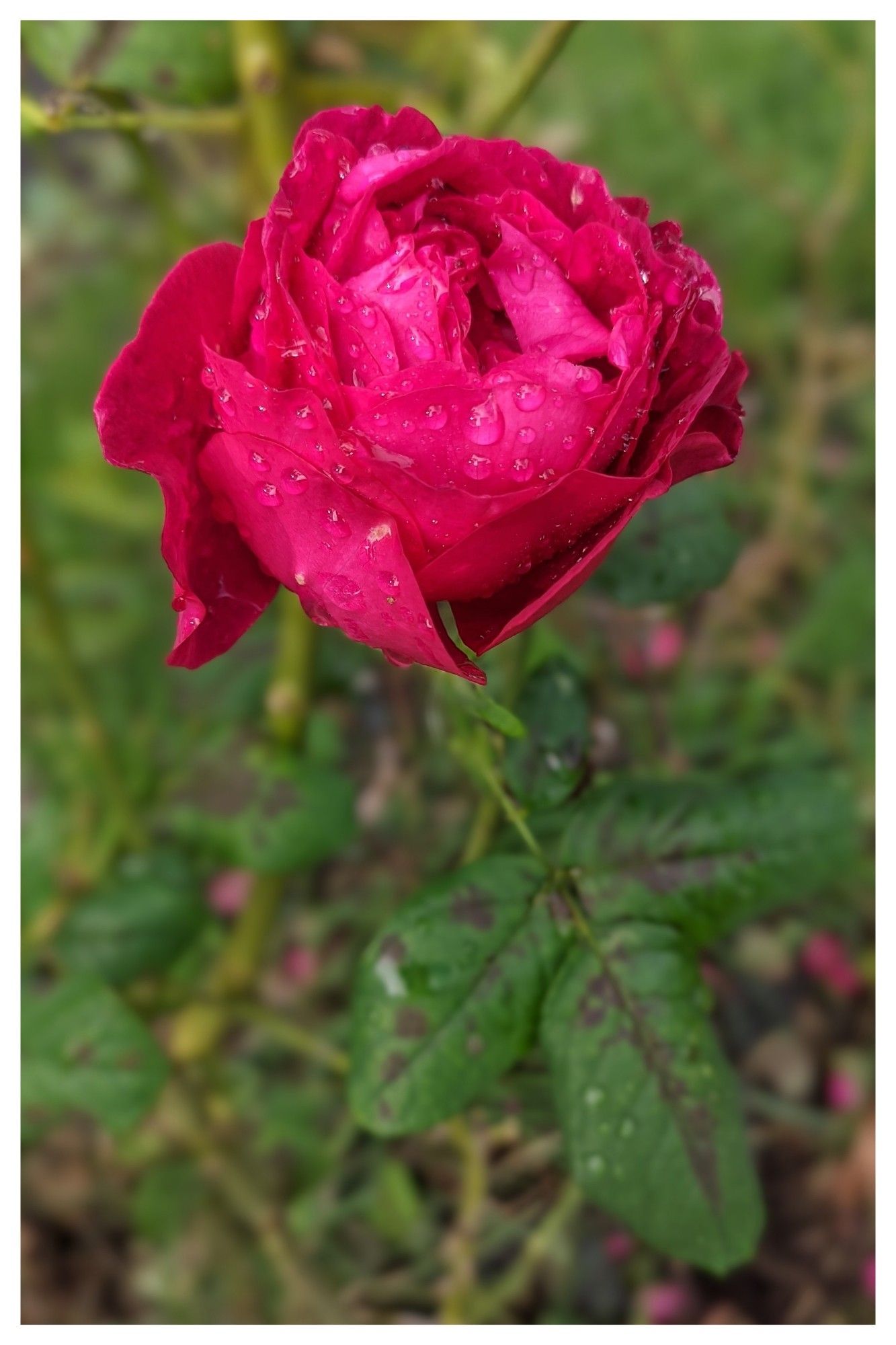 Rose rouge avec gouttelettes de pluie.