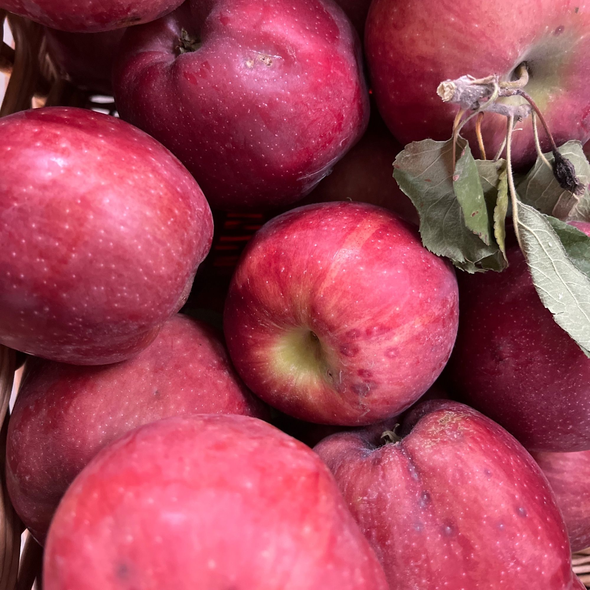 Red apples - an up close image of many