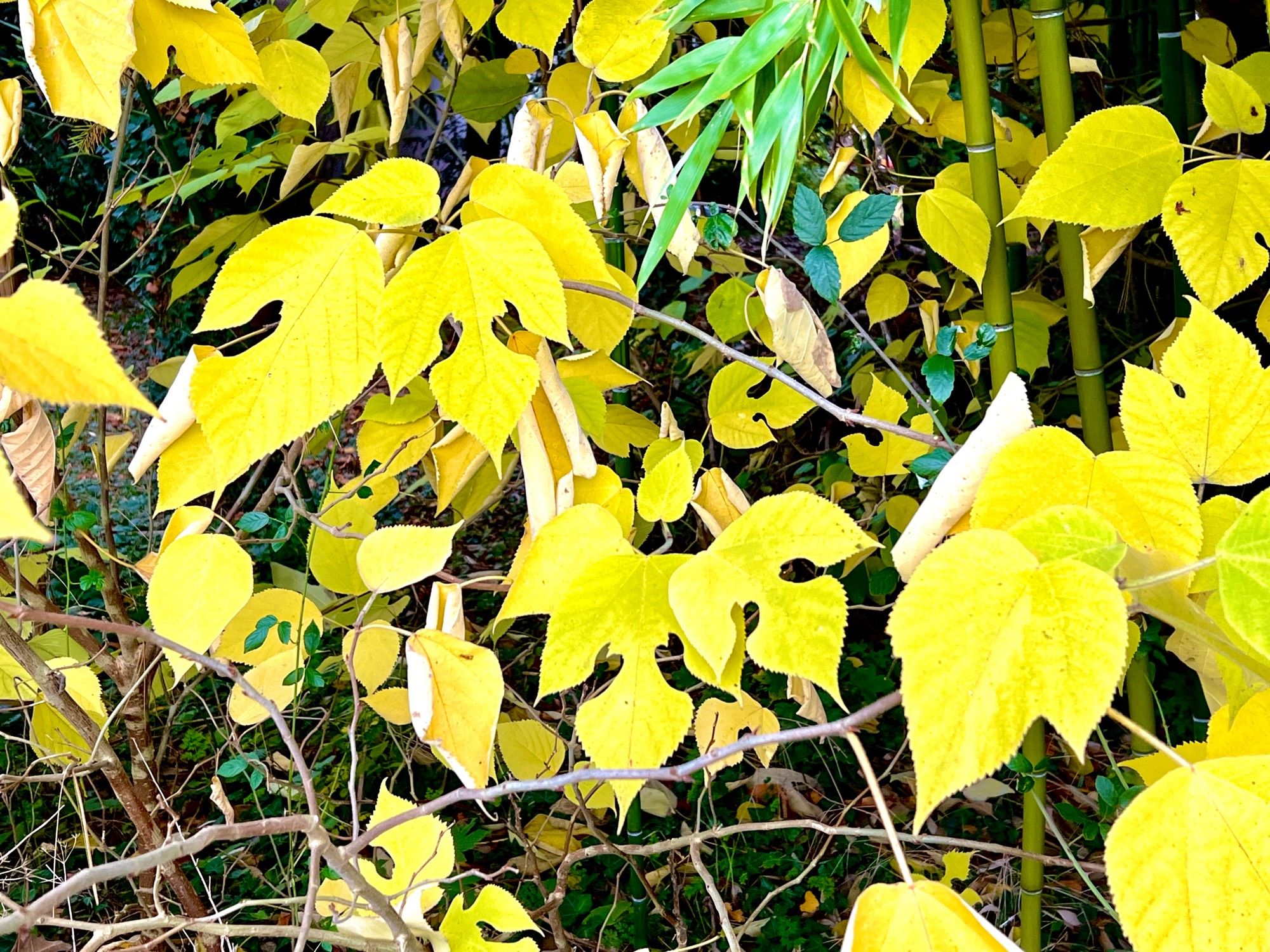 Feuilles de mûrier à papier