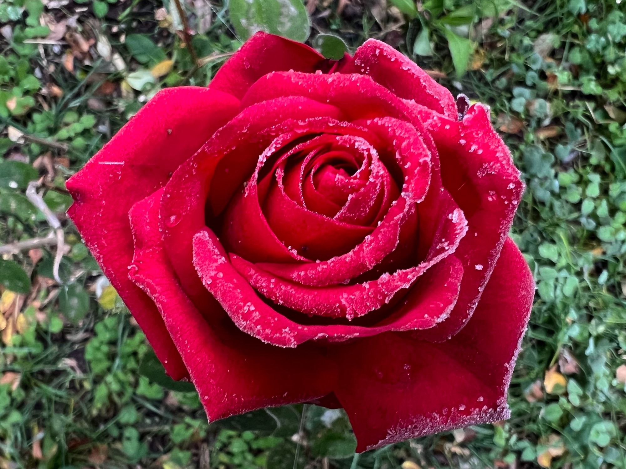 Une rose rouge couverte de givre