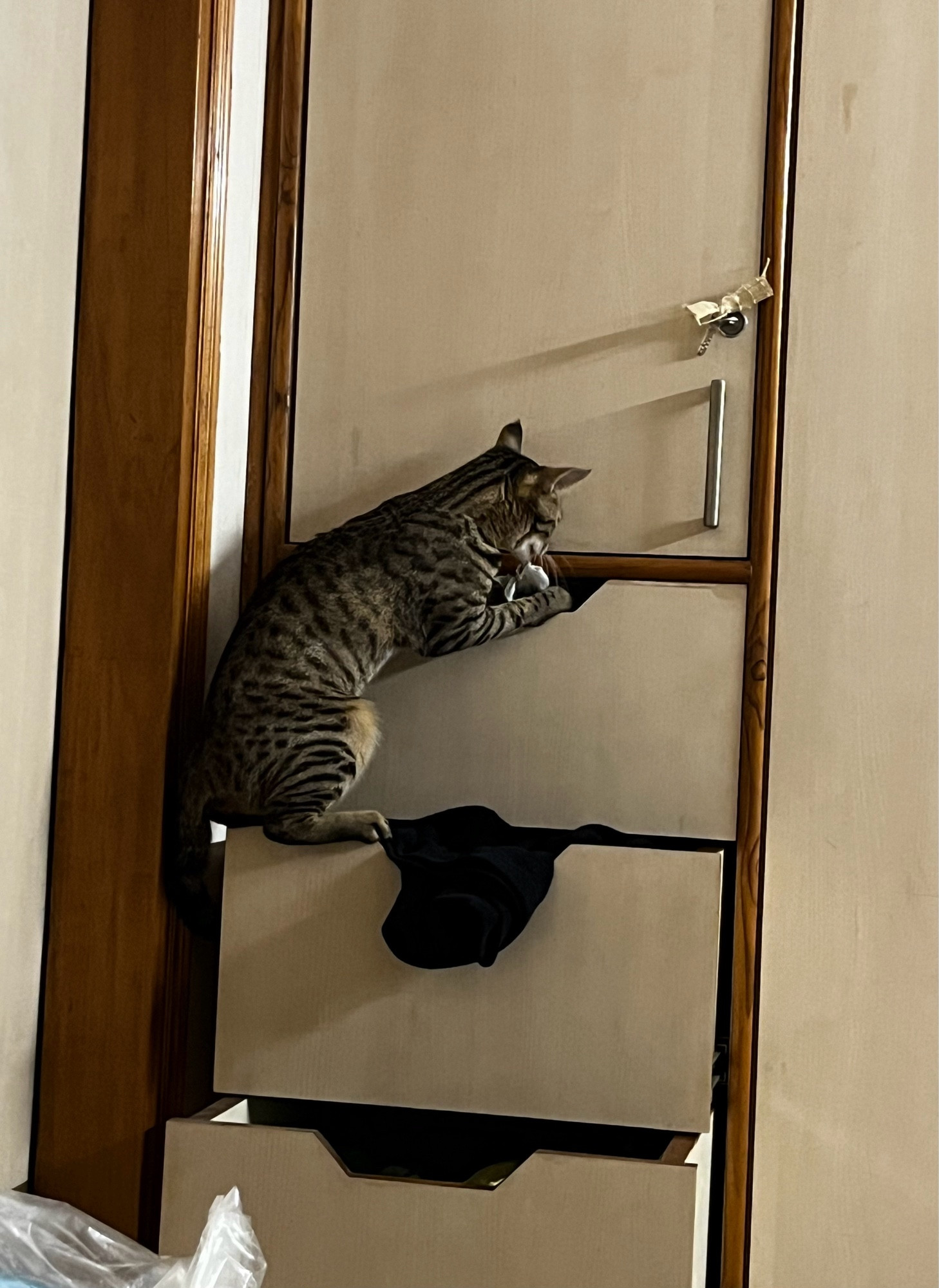 A tabby inspecting multiple drawers