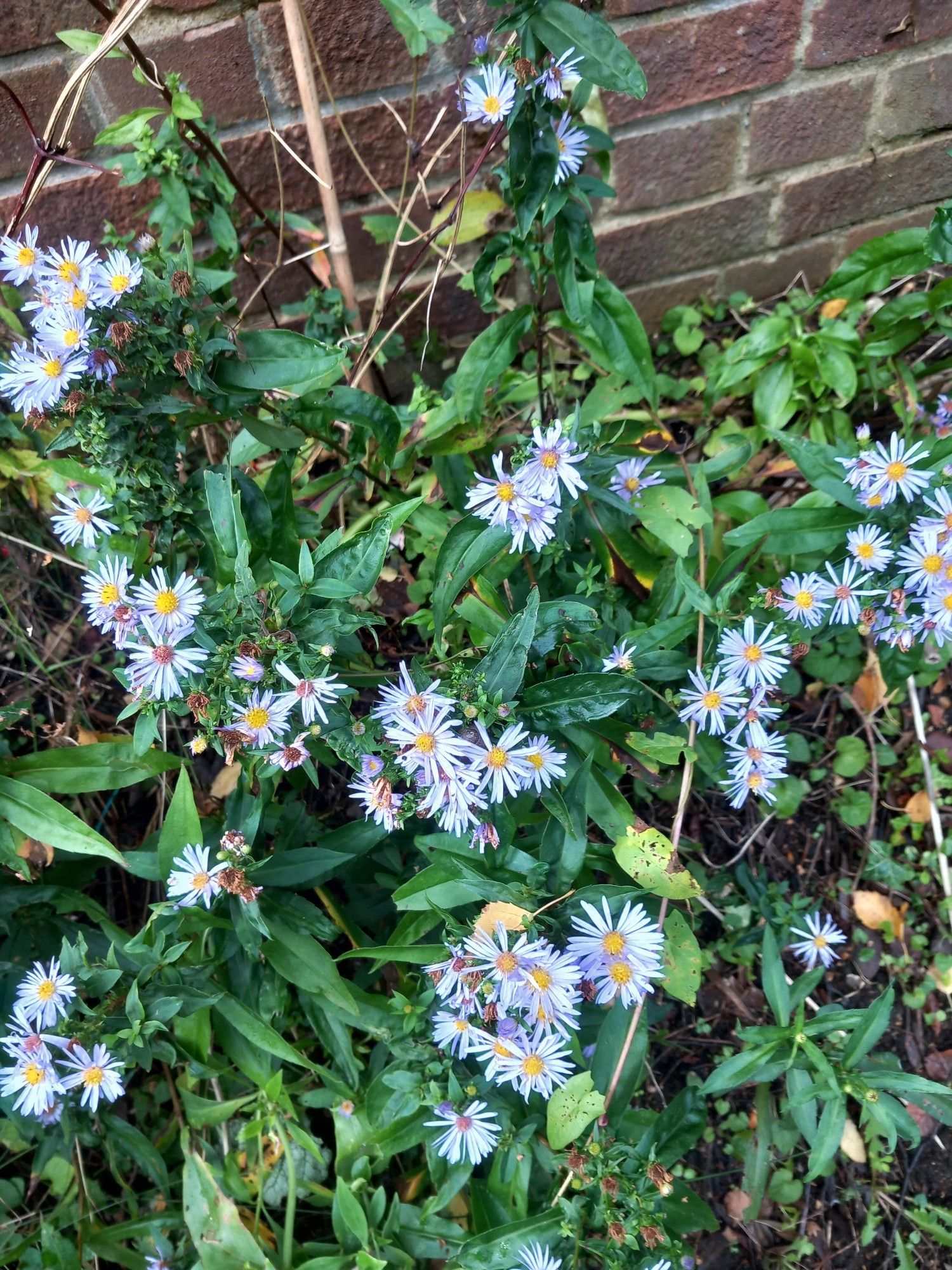 Michaelmas daisies