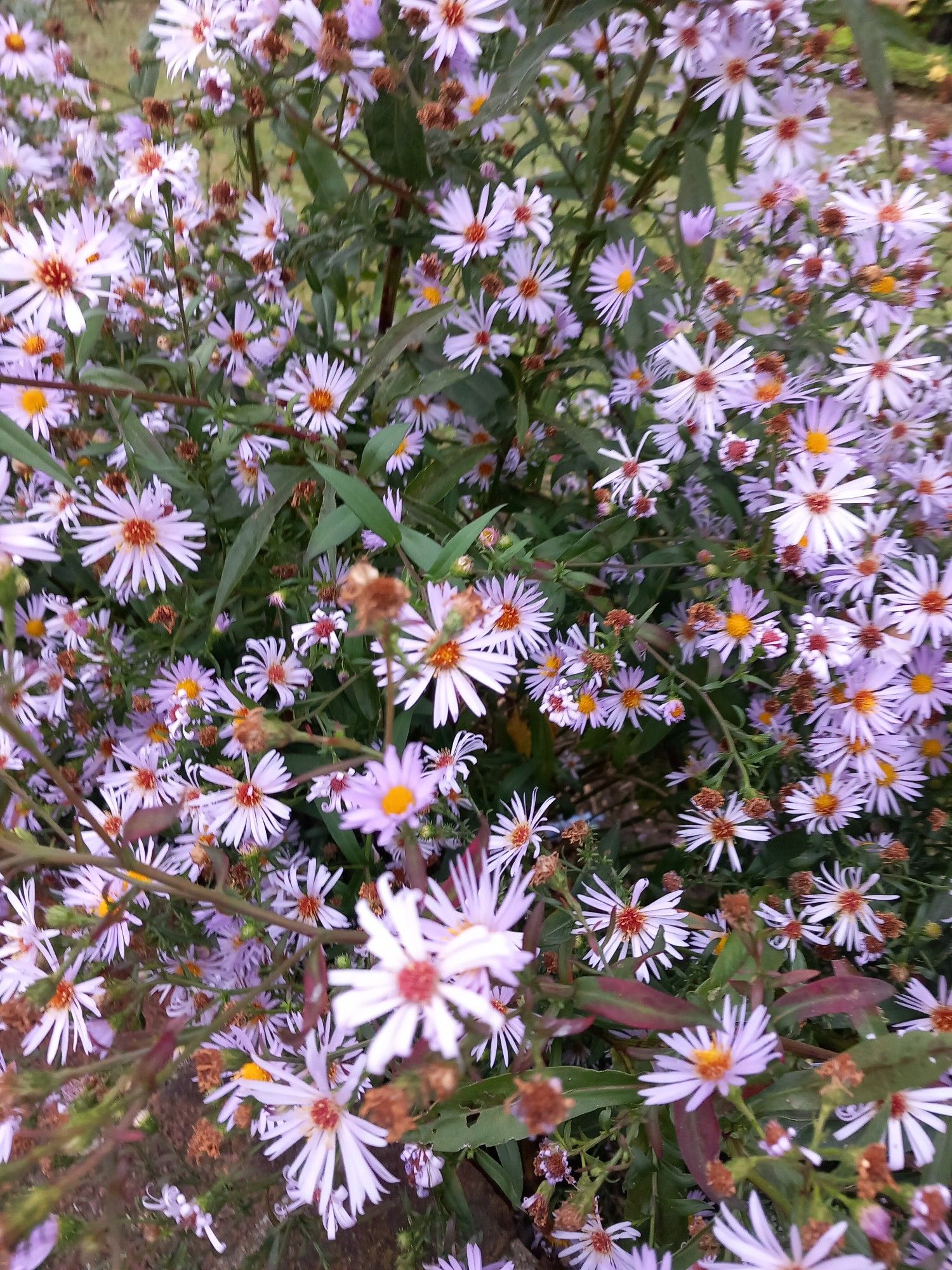 Michaelmas daisies, a dense cluster