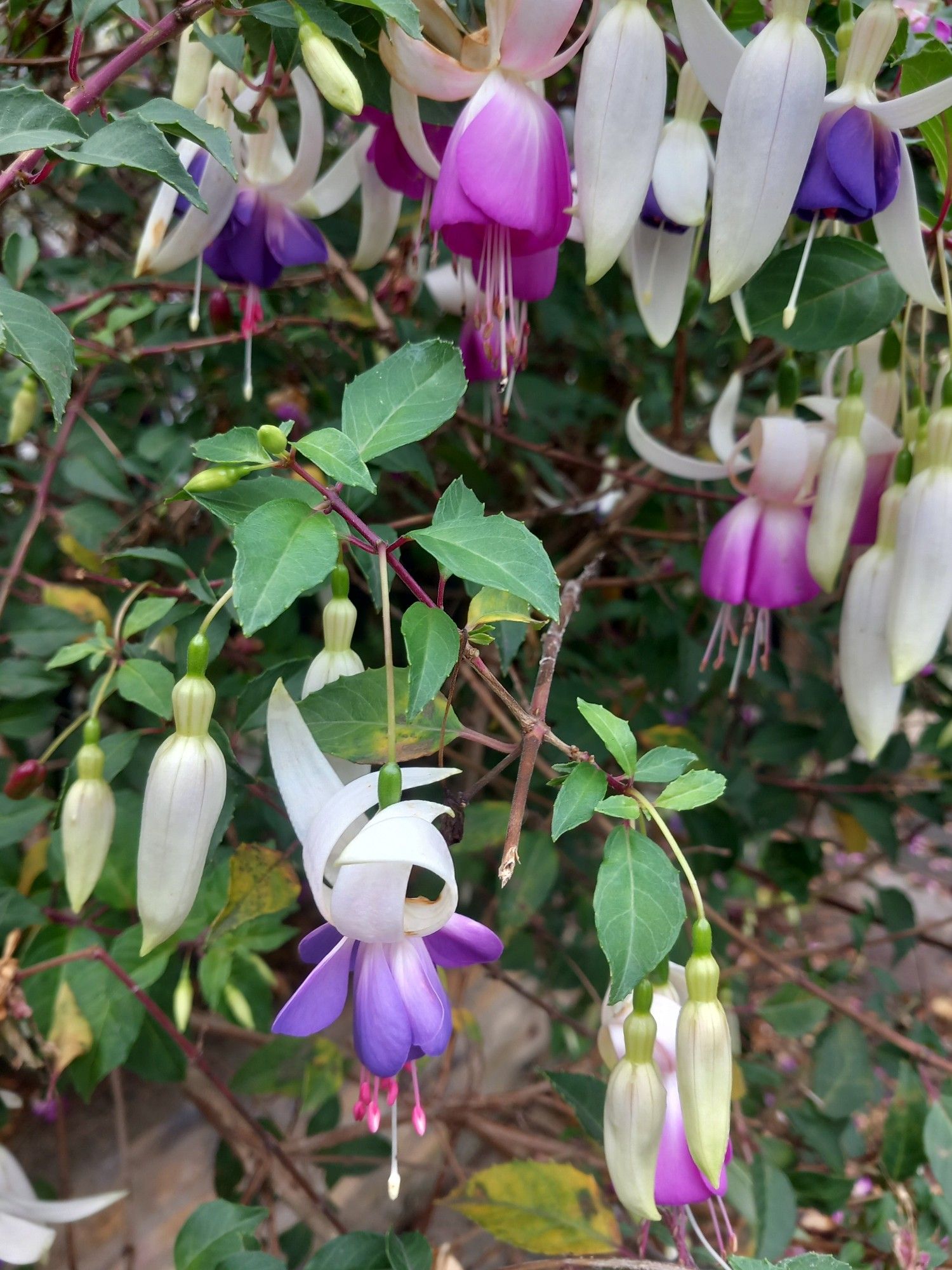 Dark purple and white fuchsias