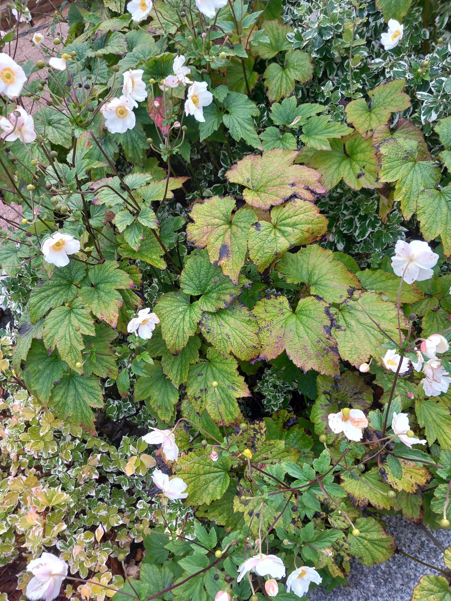 White Japanese anemones