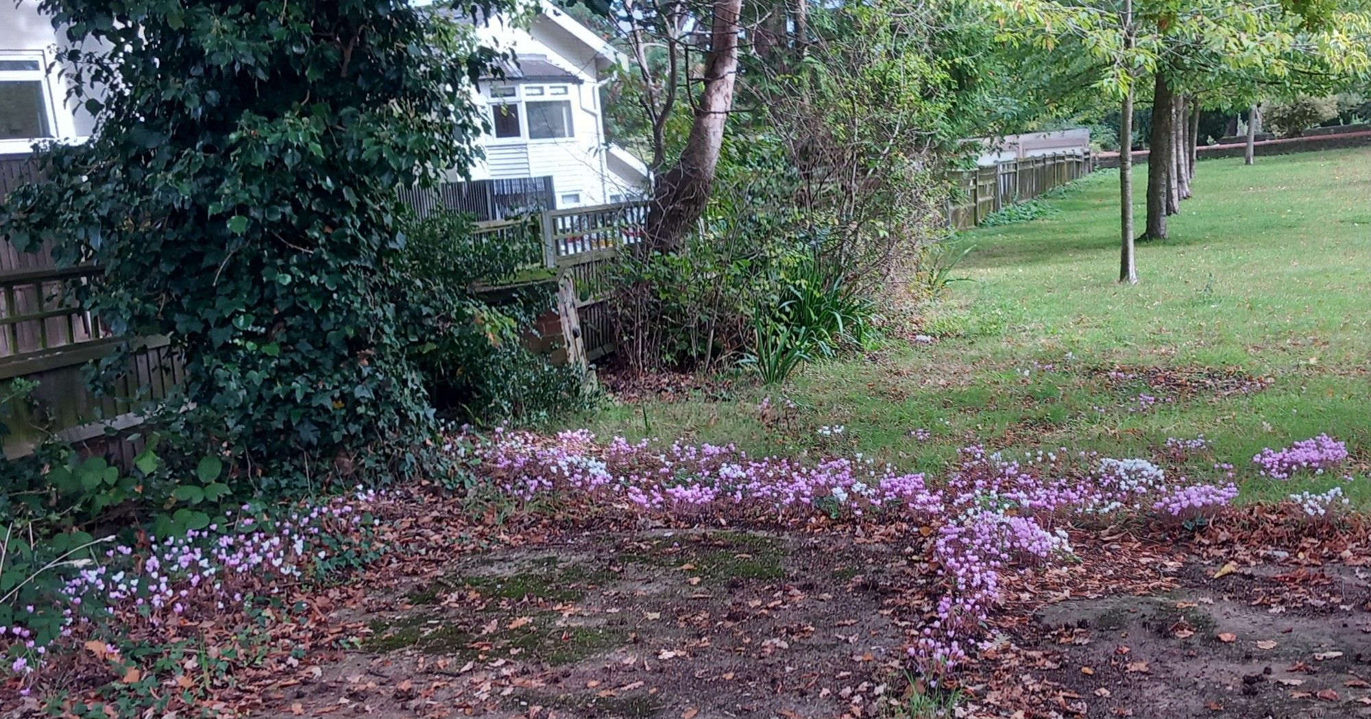 Drift of tiny pink cyclamen under a heavy tree