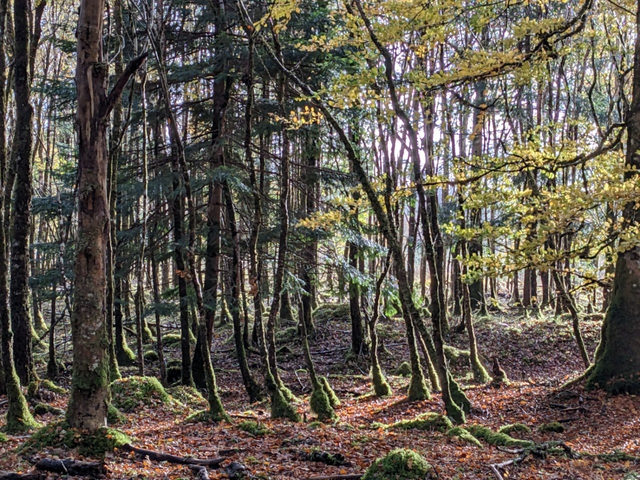 A photo of woodland with thin mossy trunks and sunlit leaves.