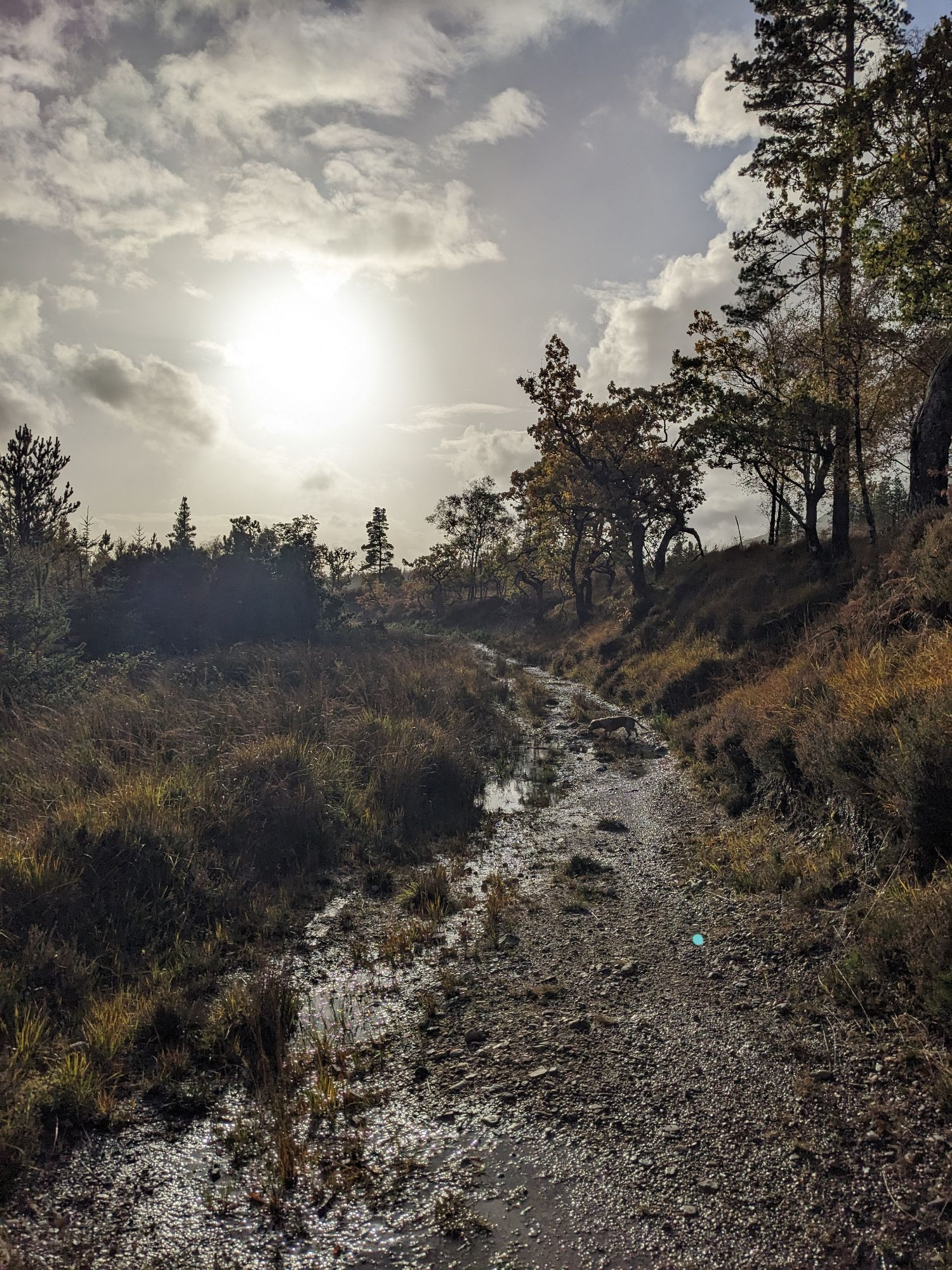 A photo of a stony path curving through scrubland, trees on the right. Low afternoon sun burnishing the sky.