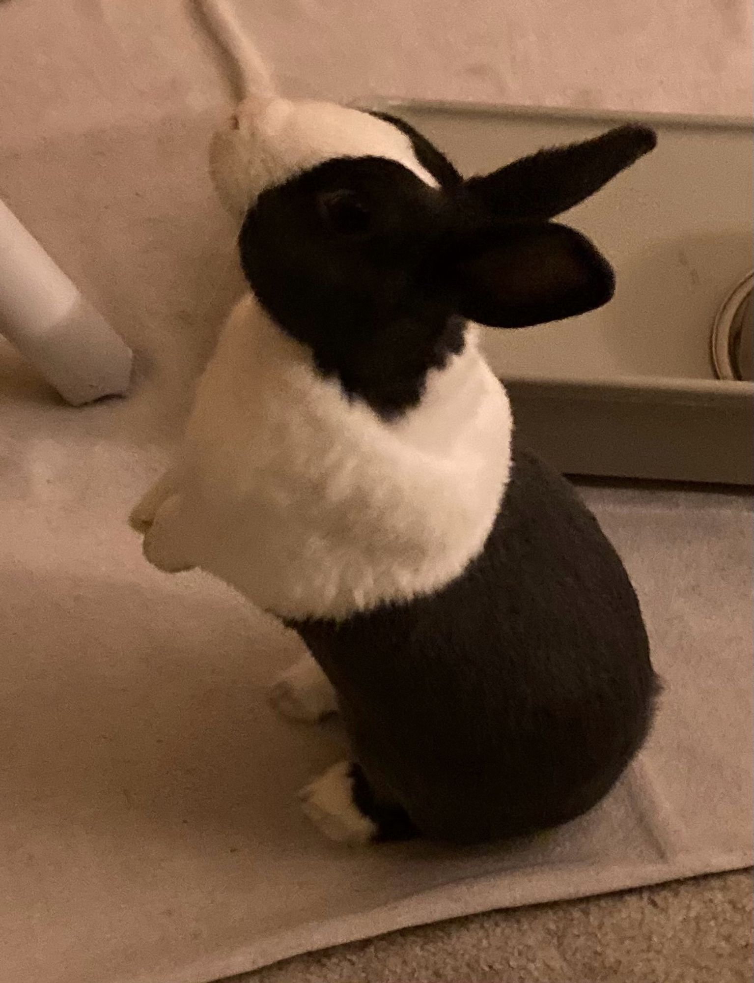 Black and white Dutch rabbit standing up on hind legs.